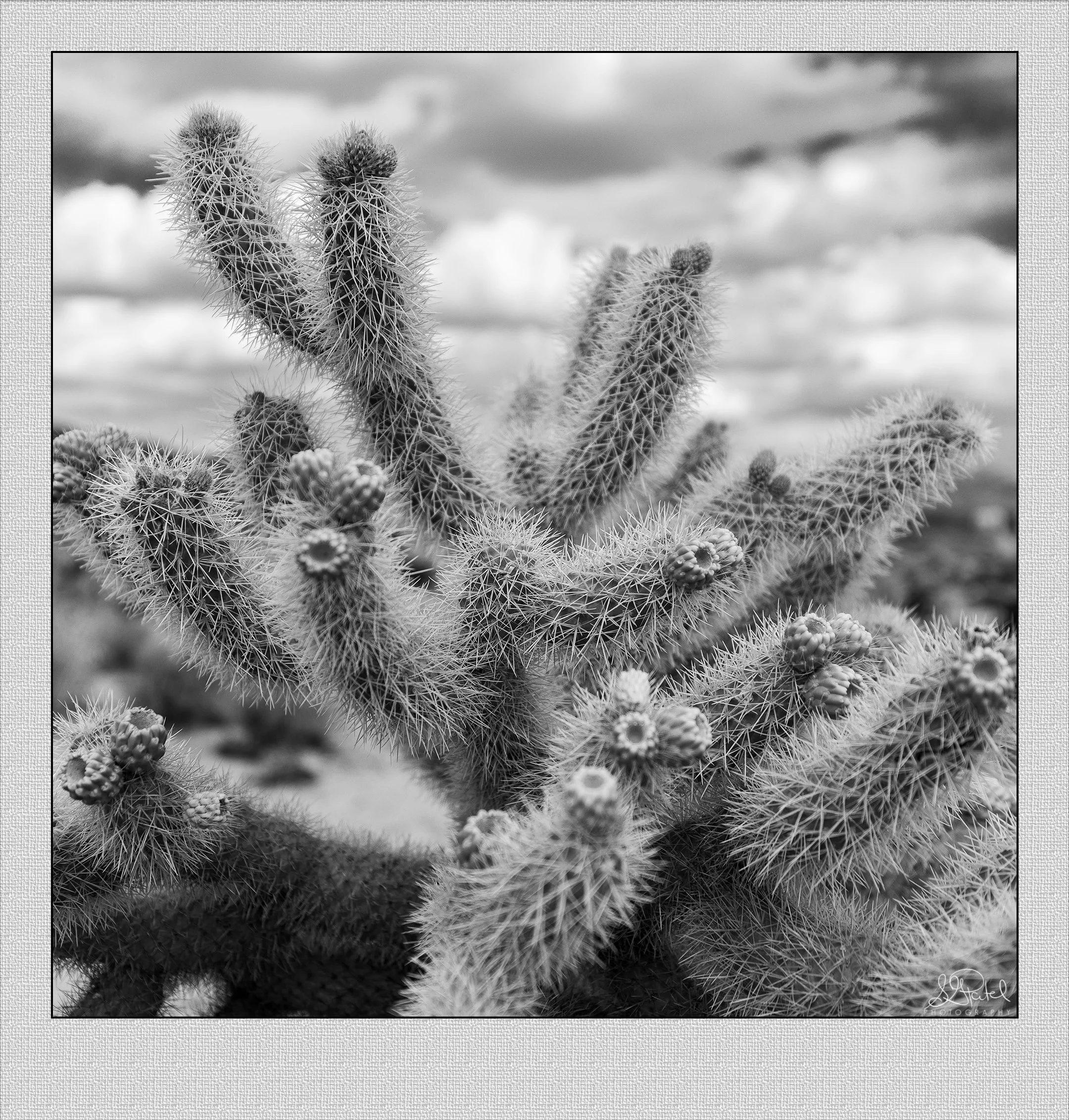 Cholla Cactus BW.jpg