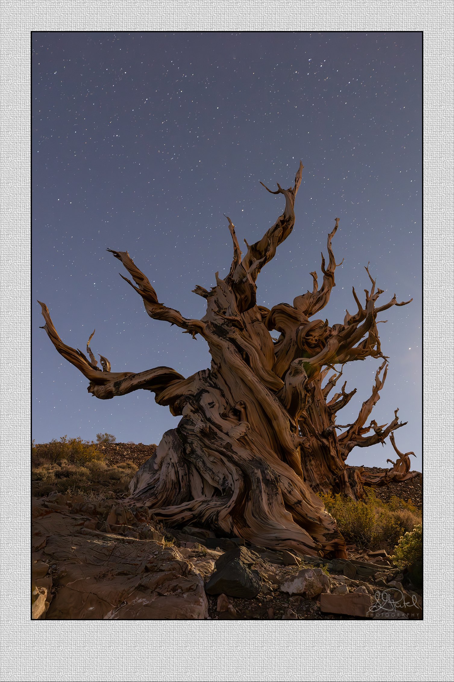 Ancient Bristlecone Pine_.jpg