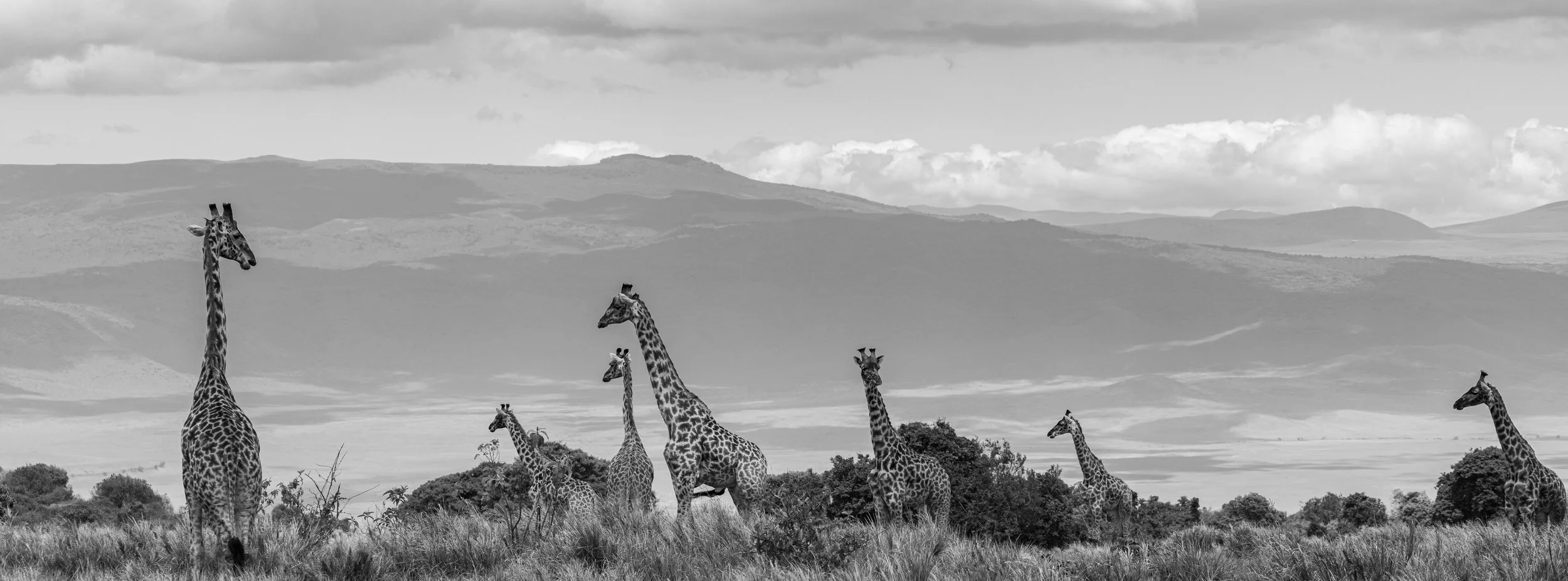 Wildlife