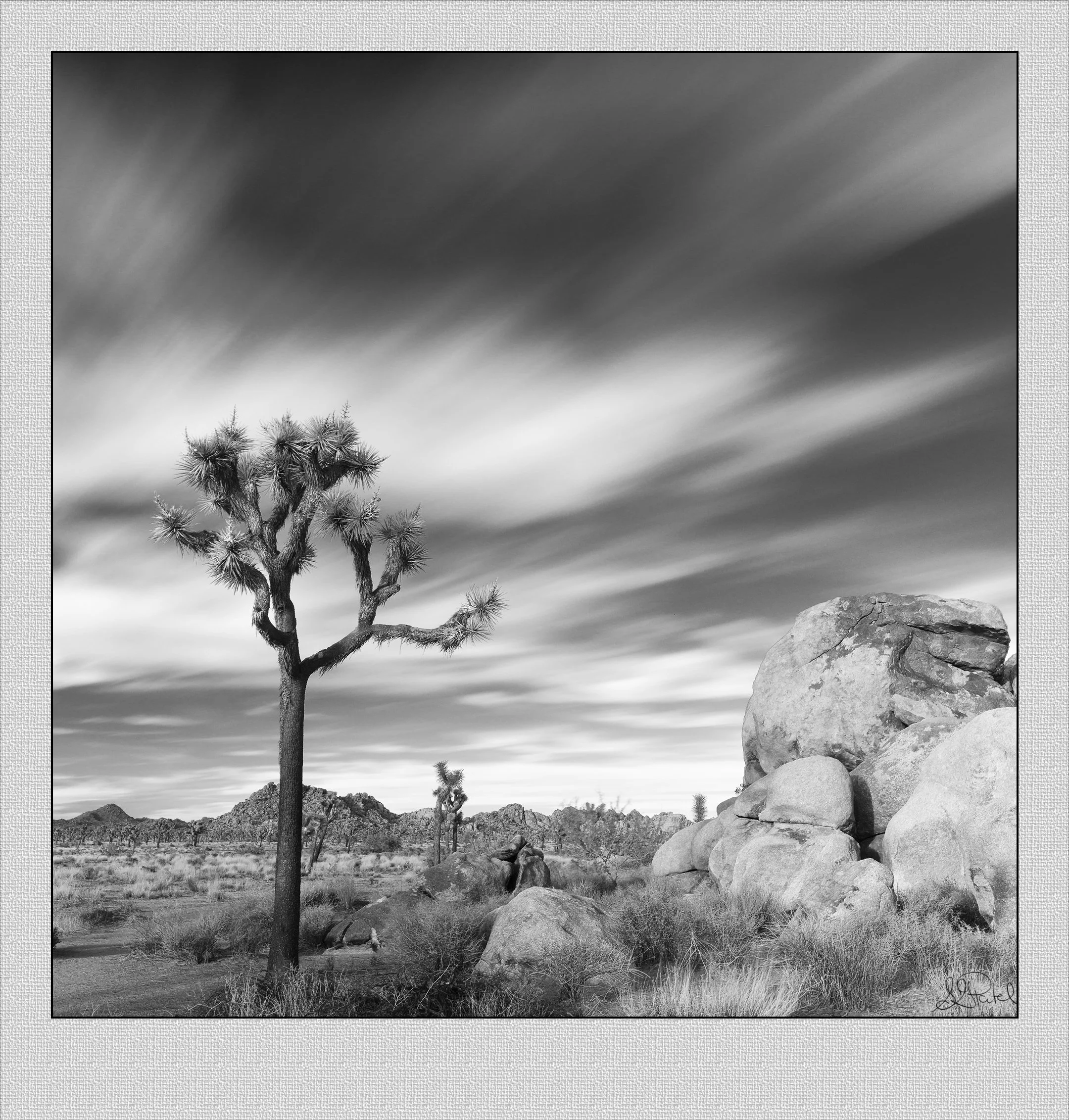 Johsua Tree BW.jpg