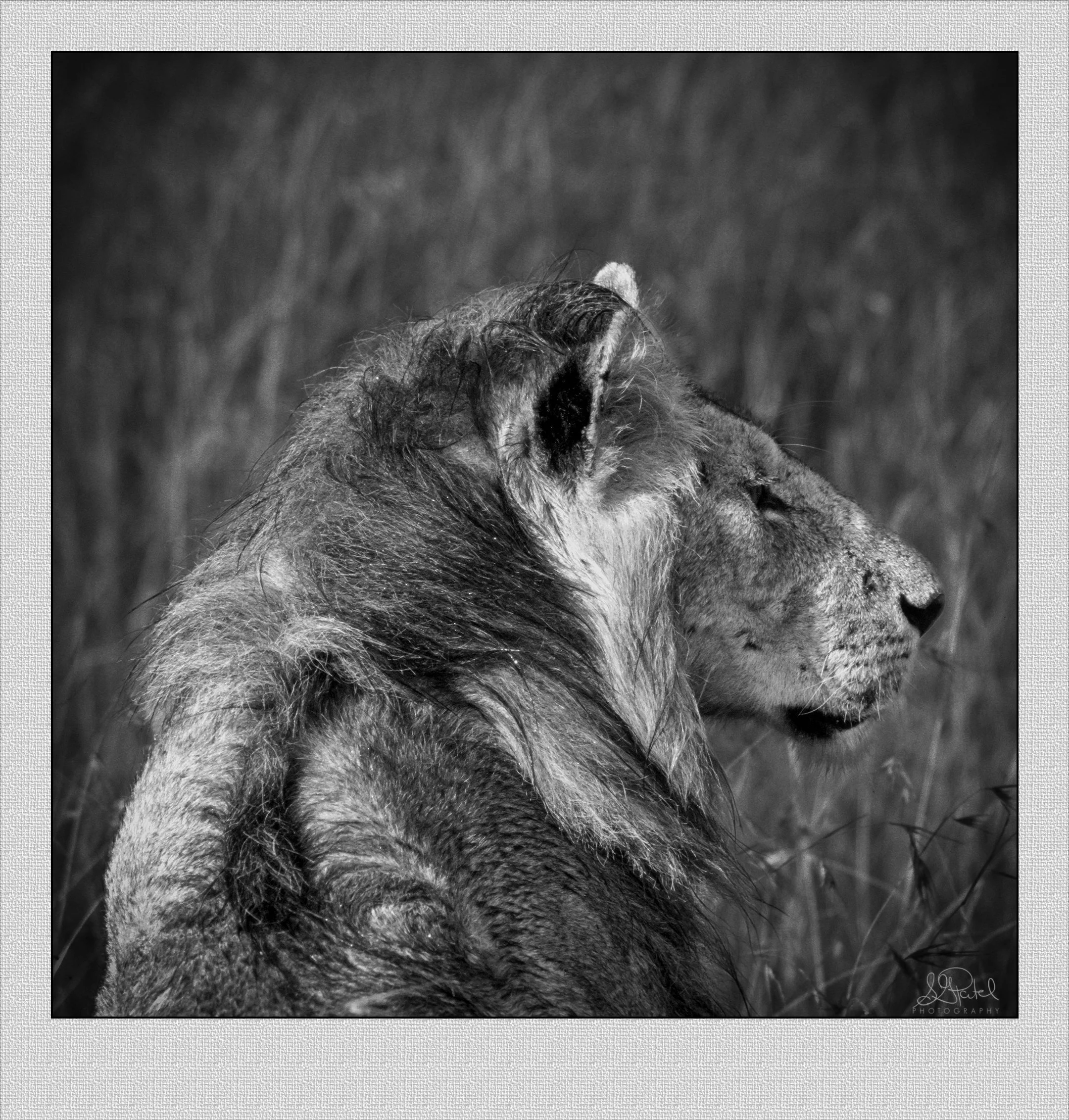 Lion BW Slide Film.jpg