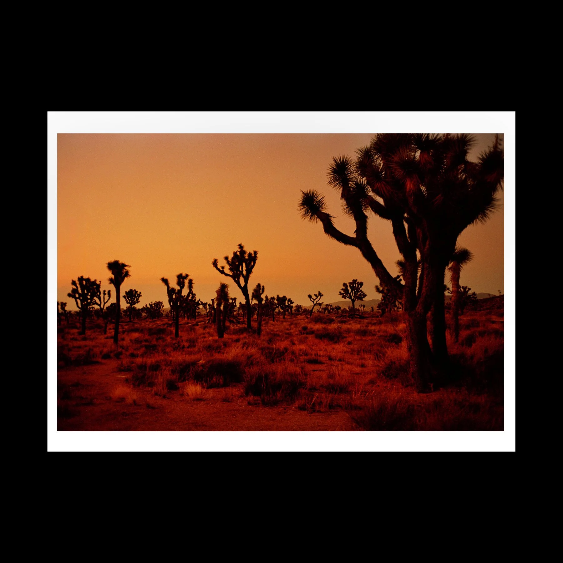 Joshua sunrise