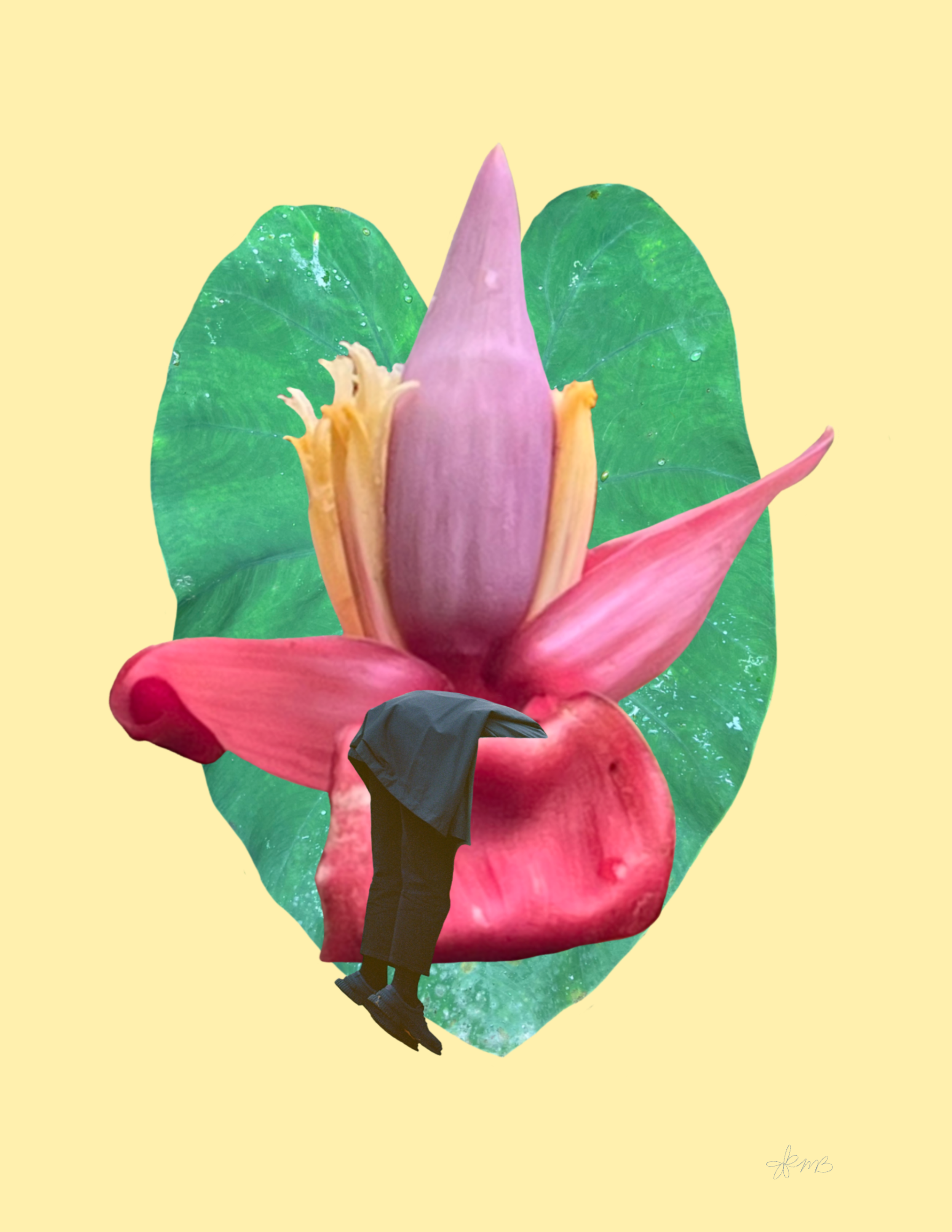 Plante carnivore