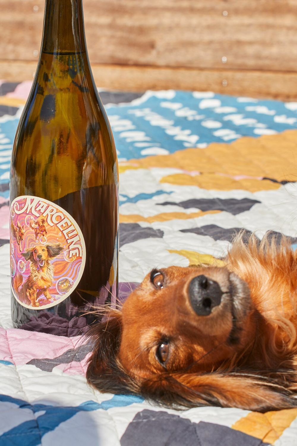 Bottle of Marceline Sparkling by Swift Wines with cute dog laying next to it
