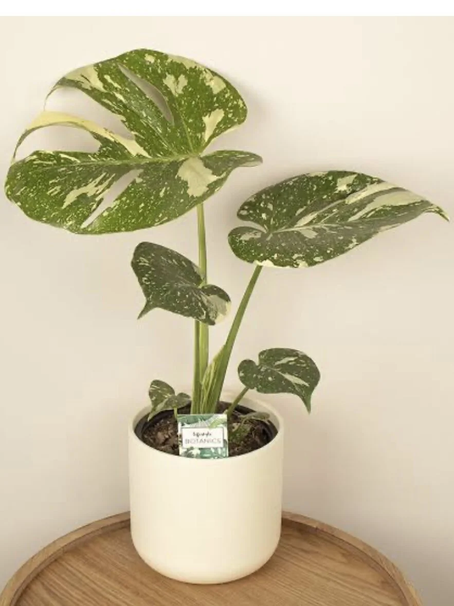 Monstera 'Thai Constellation'