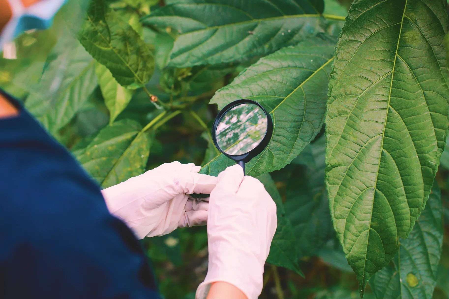 What Does a Plant Health Care Program Include When It's Actually Customized