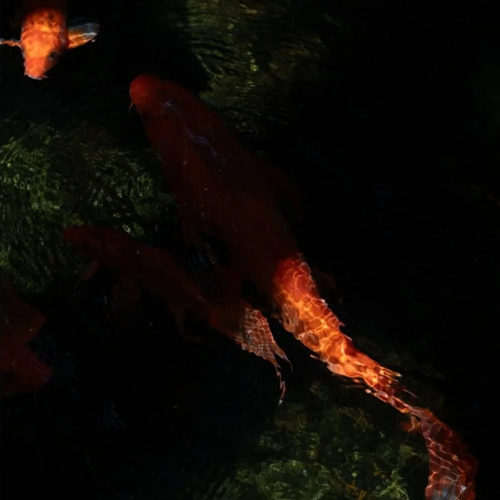 Alchemy: Alli Harper