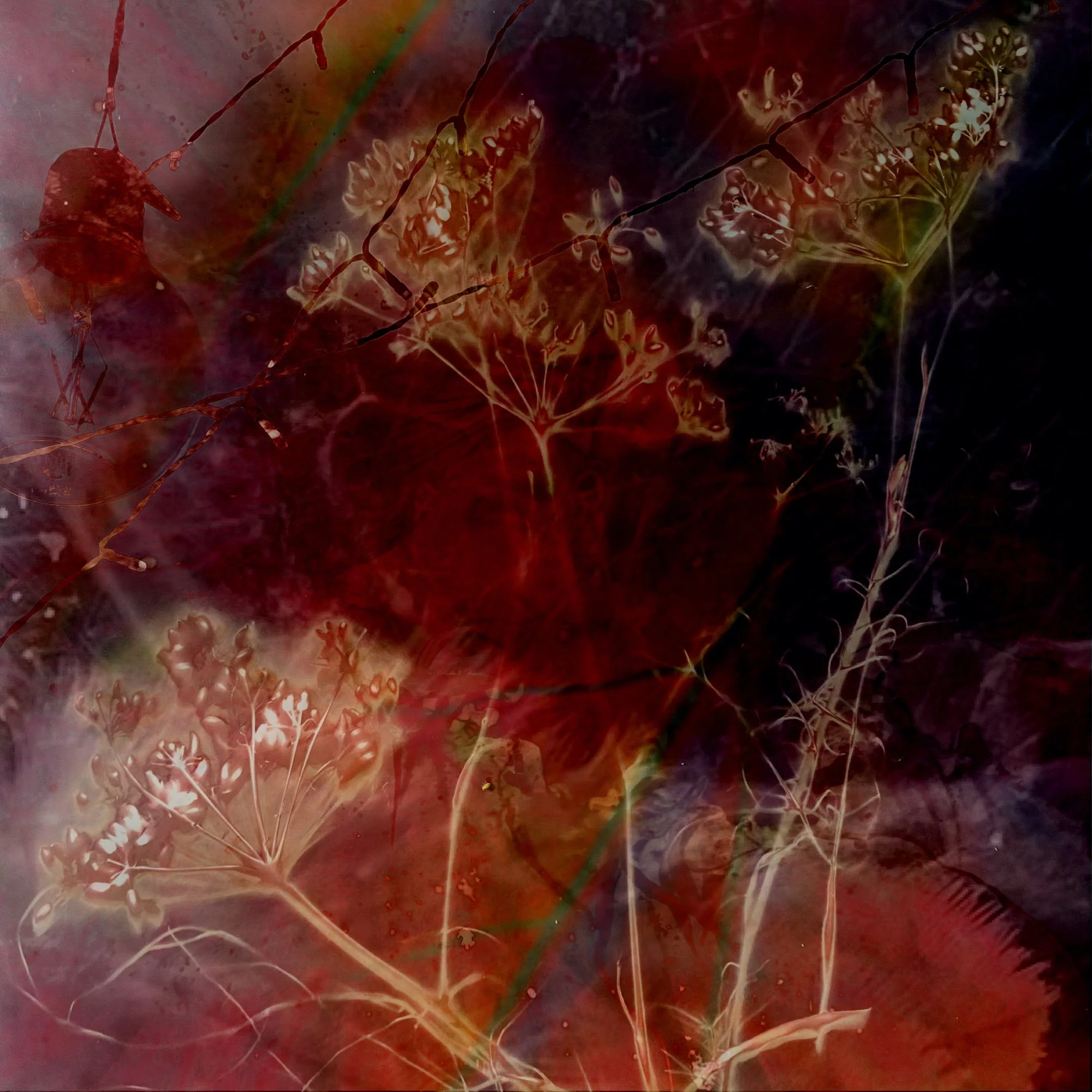 Kate Kennington Steer