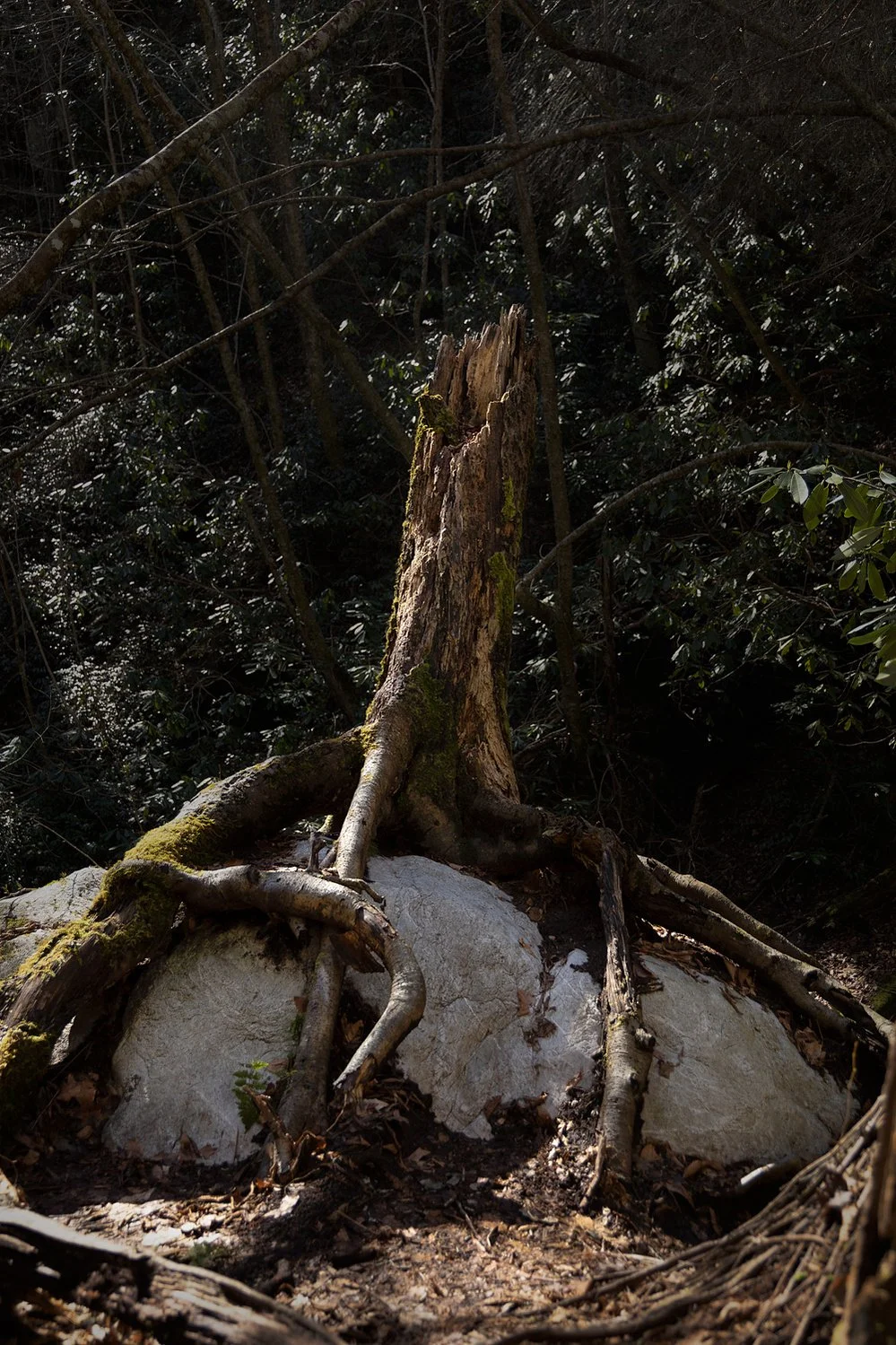 Upheaval: A Kinship Portfolio Share with Frances Bukovsky