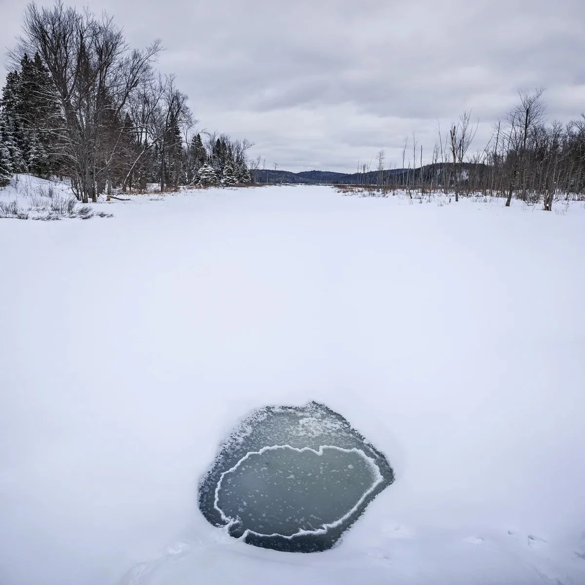 Tracking &amp; Perception: Unfolding Nature’s Story with &nbsp;Daniel Hansche