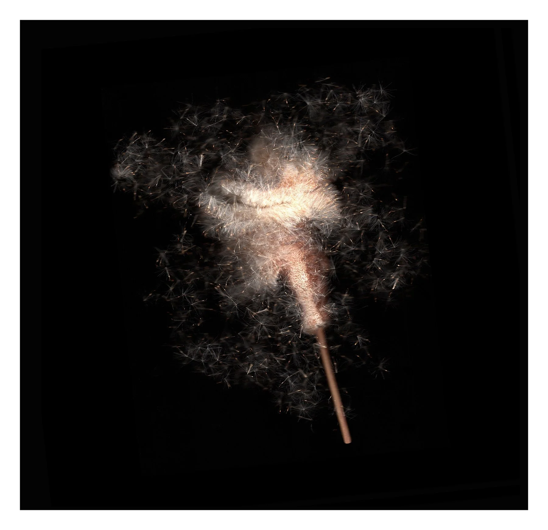 Still Life - Liz Titone