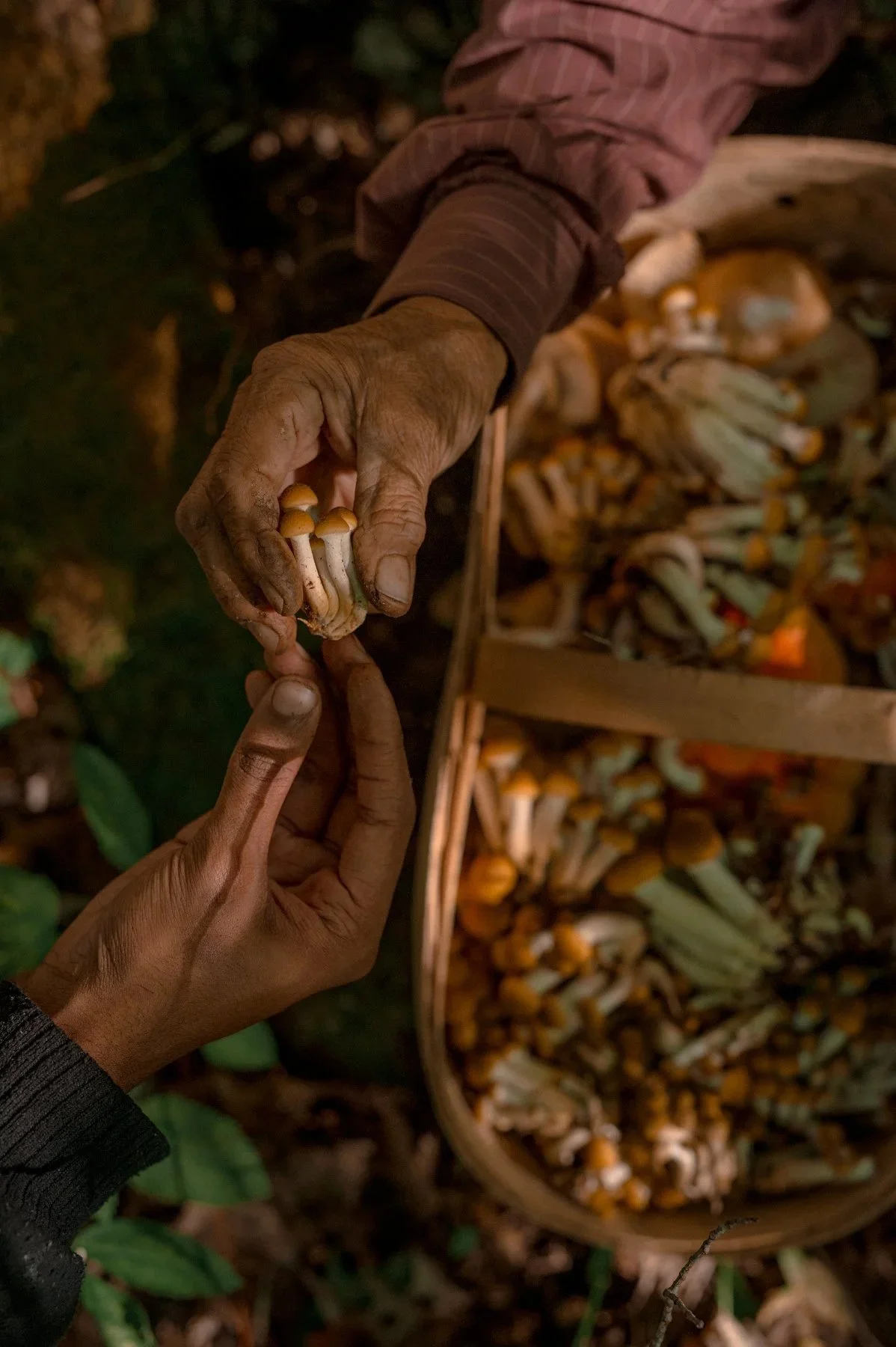 Becoming Earth: Soil, Life &amp; Death with Mike Belleme &amp; Lyn Swett Miller