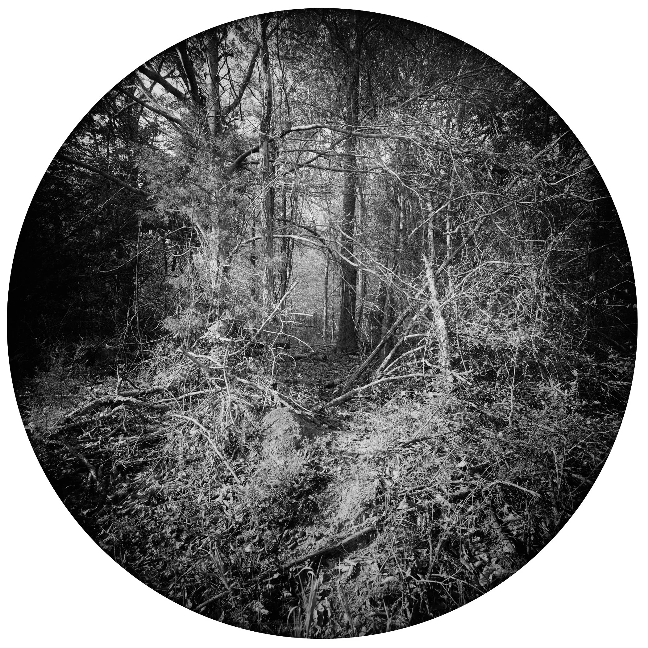 Tracking &amp; Perception: Unfolding Nature’s Story with &nbsp;Daniel Hansche