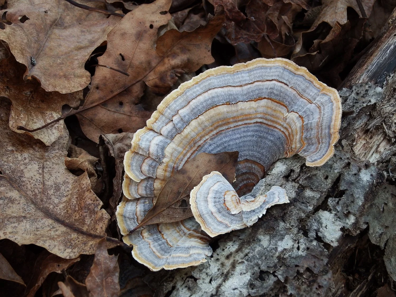 Deep Forces with Kaye Savage