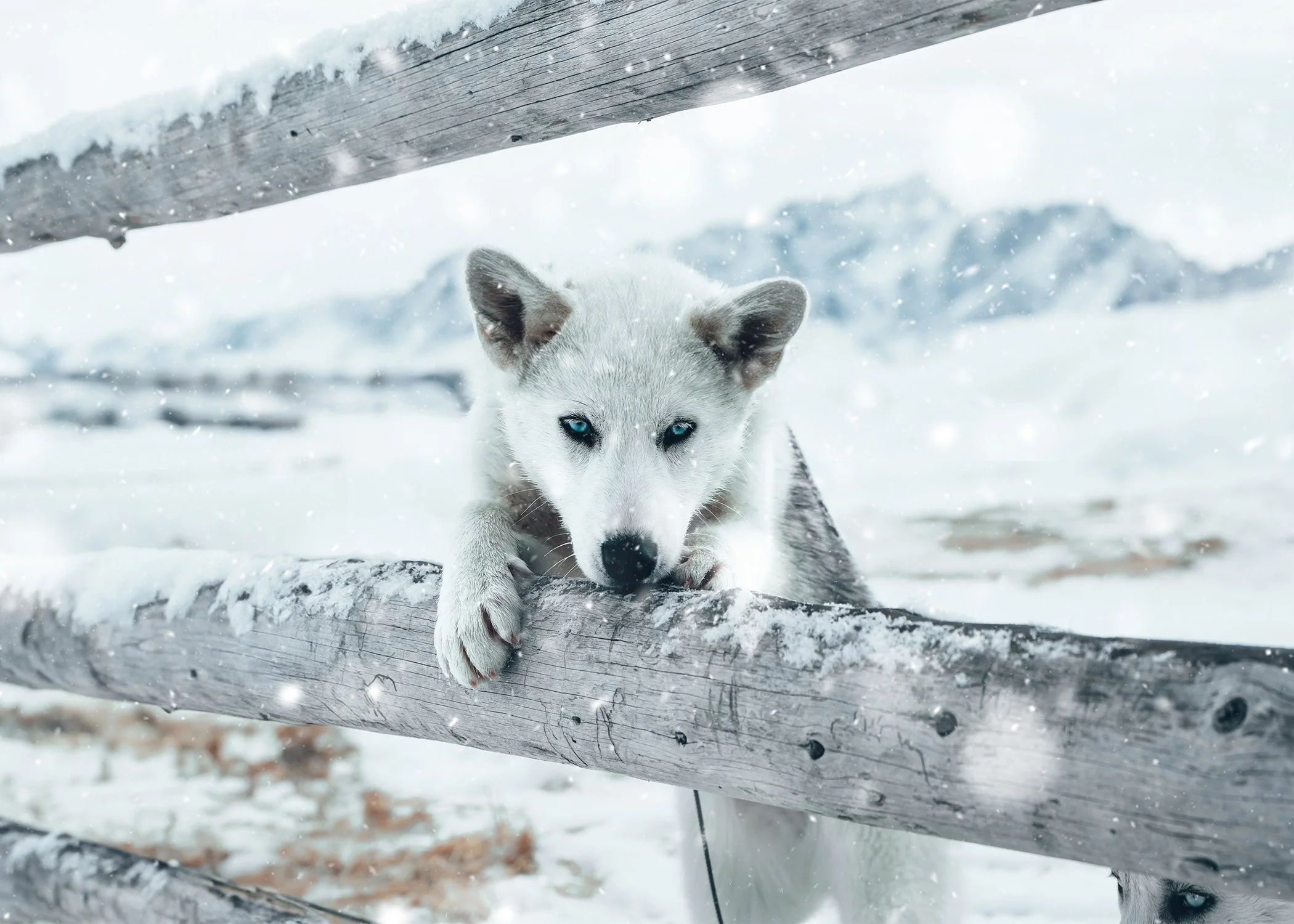 Wyoming Dog Smaller.jpg