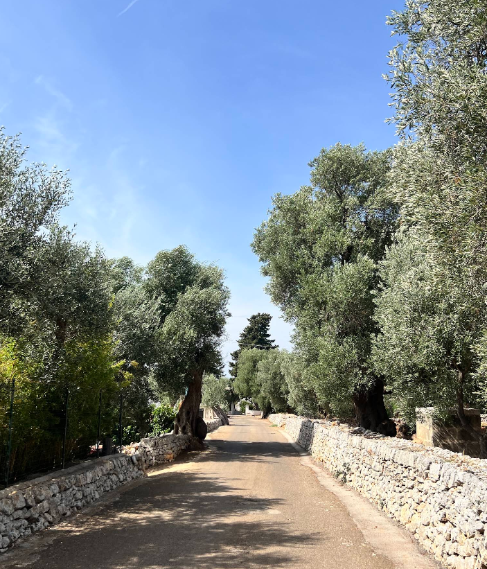Genussreise-Ein ruhiger Weg, gesäumt von alten Olivenbäumen mit einer Steinmauer auf beiden Seiten, bei sonnigem Himmel.