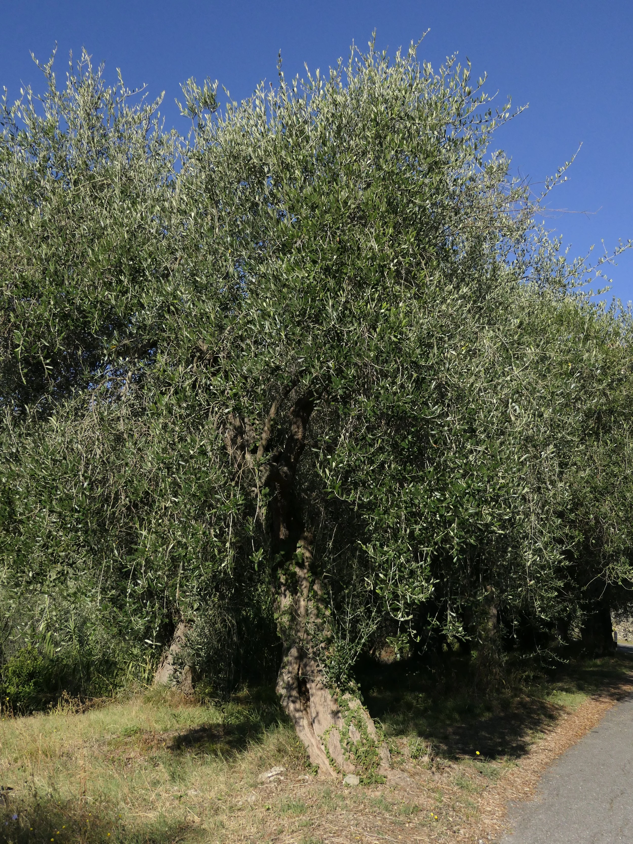 Liguria - Riviera Ponente