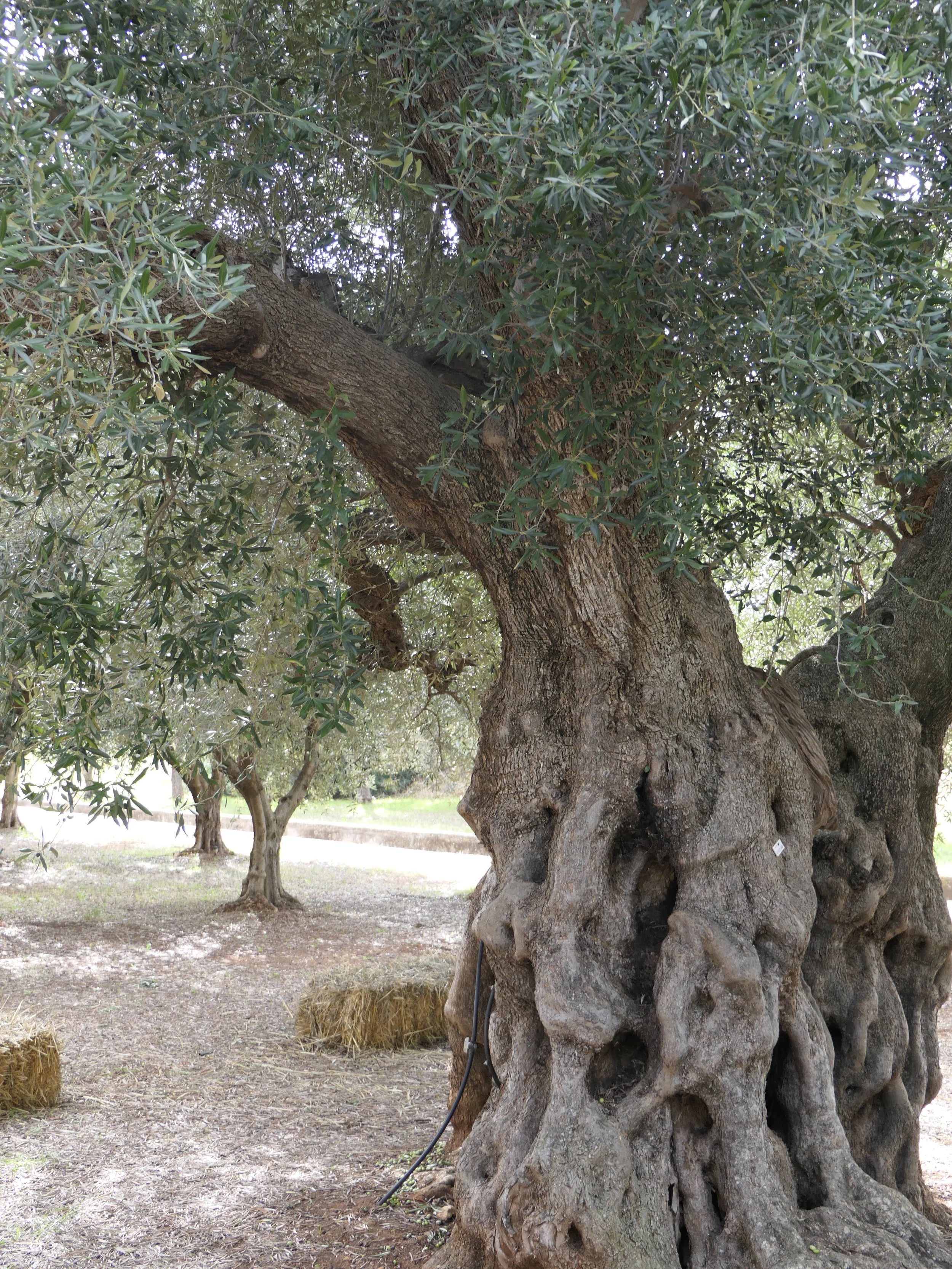 savoia olio tronco.JPG
