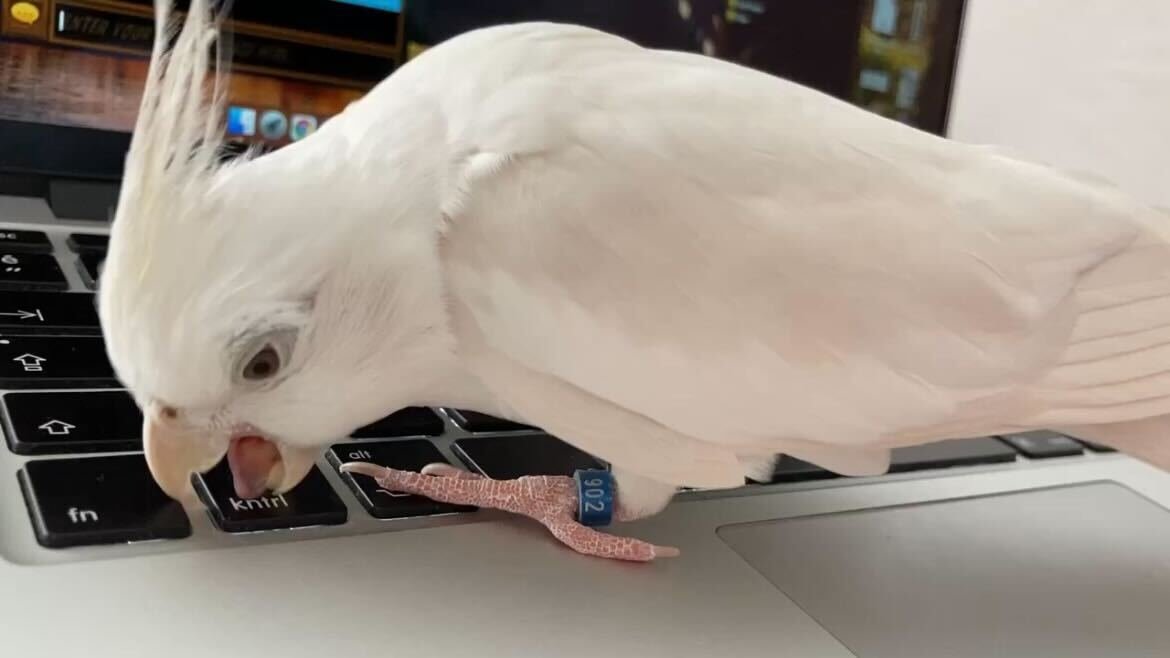 Çiko working hard!
