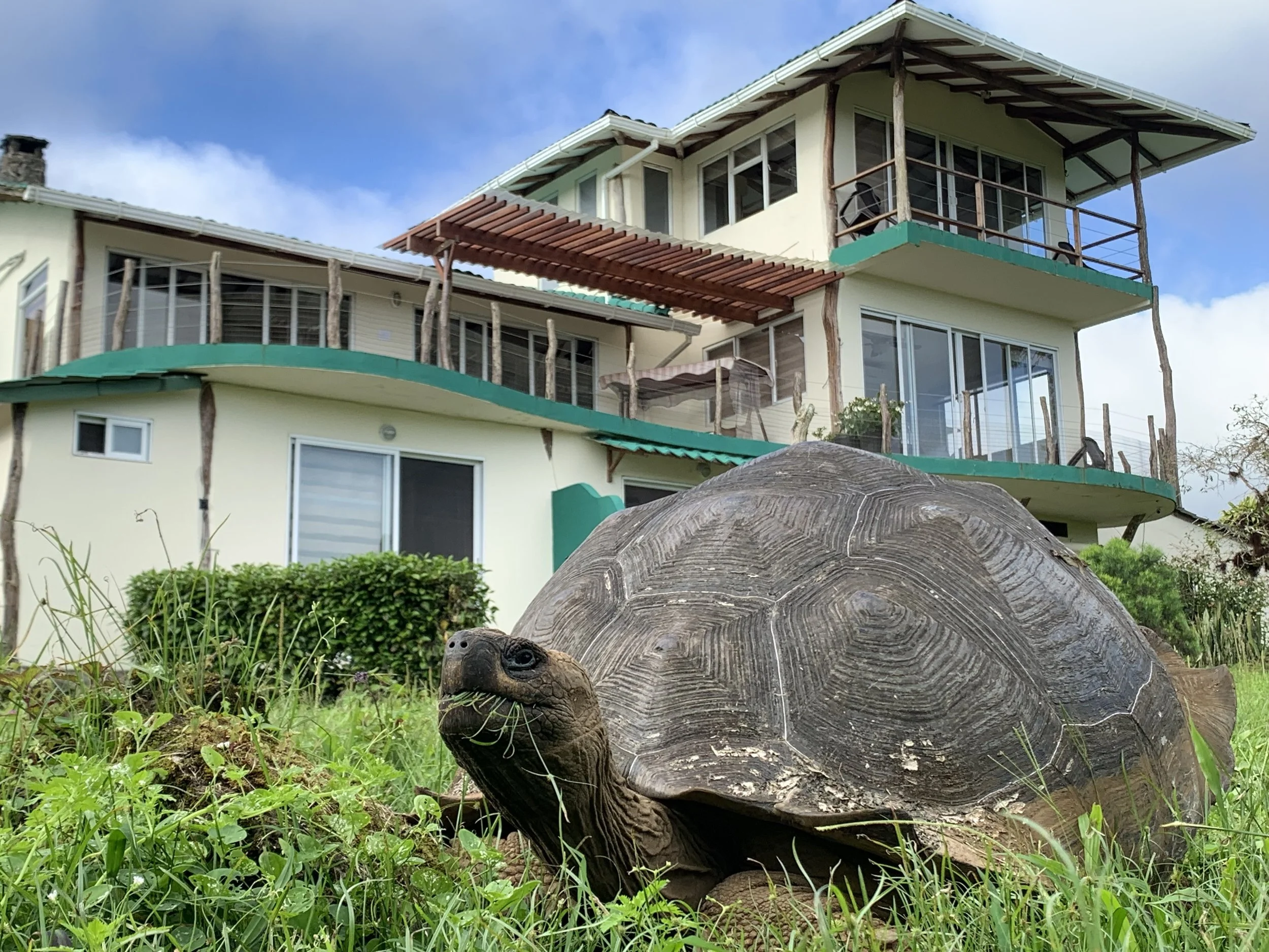 Tortoise In Front of Hotel.jpg