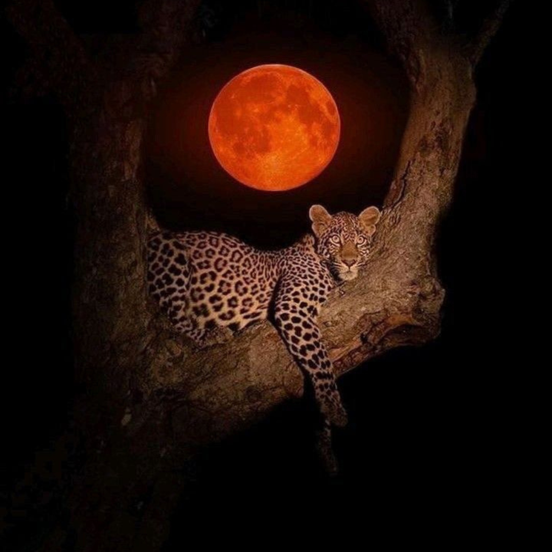 New Moon in Virgo