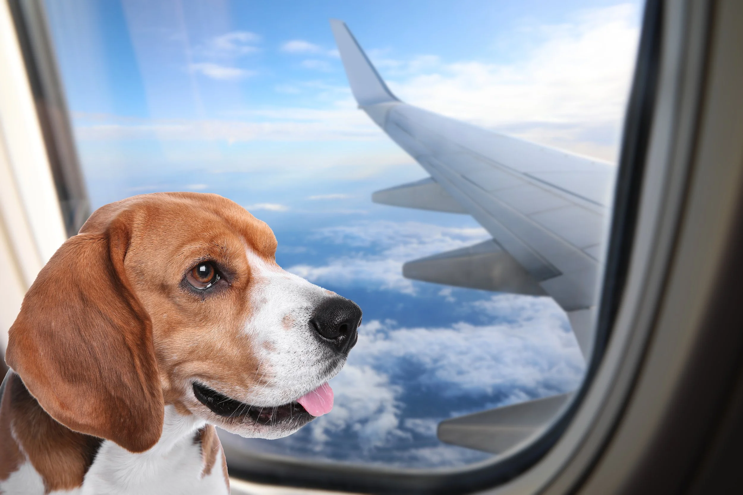 dog on plane