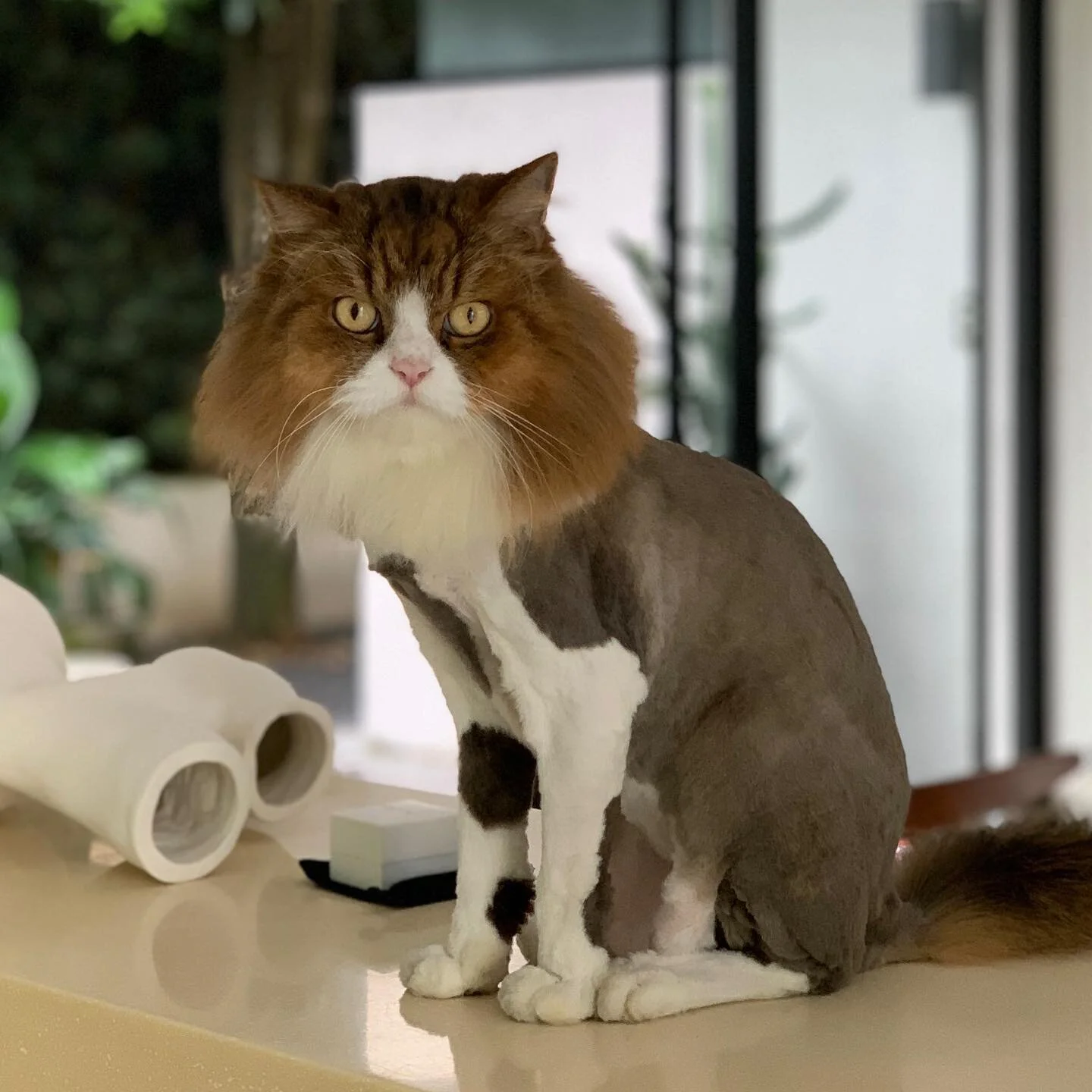 Yes. 2 different cats in 1 body. 
Pang- Ripley&rsquo;s Believe It Or Not.