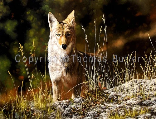 Wildlife painting by Thomas Butler: coyote standing on a rock, staring at the viewer