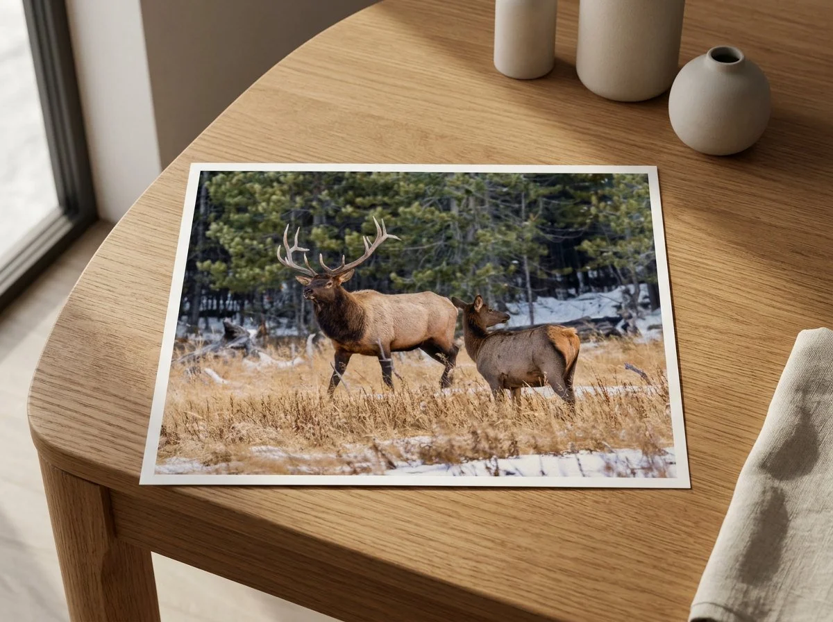 Fine art paper print of two elk in a winter meadow, lying on a round wooden table