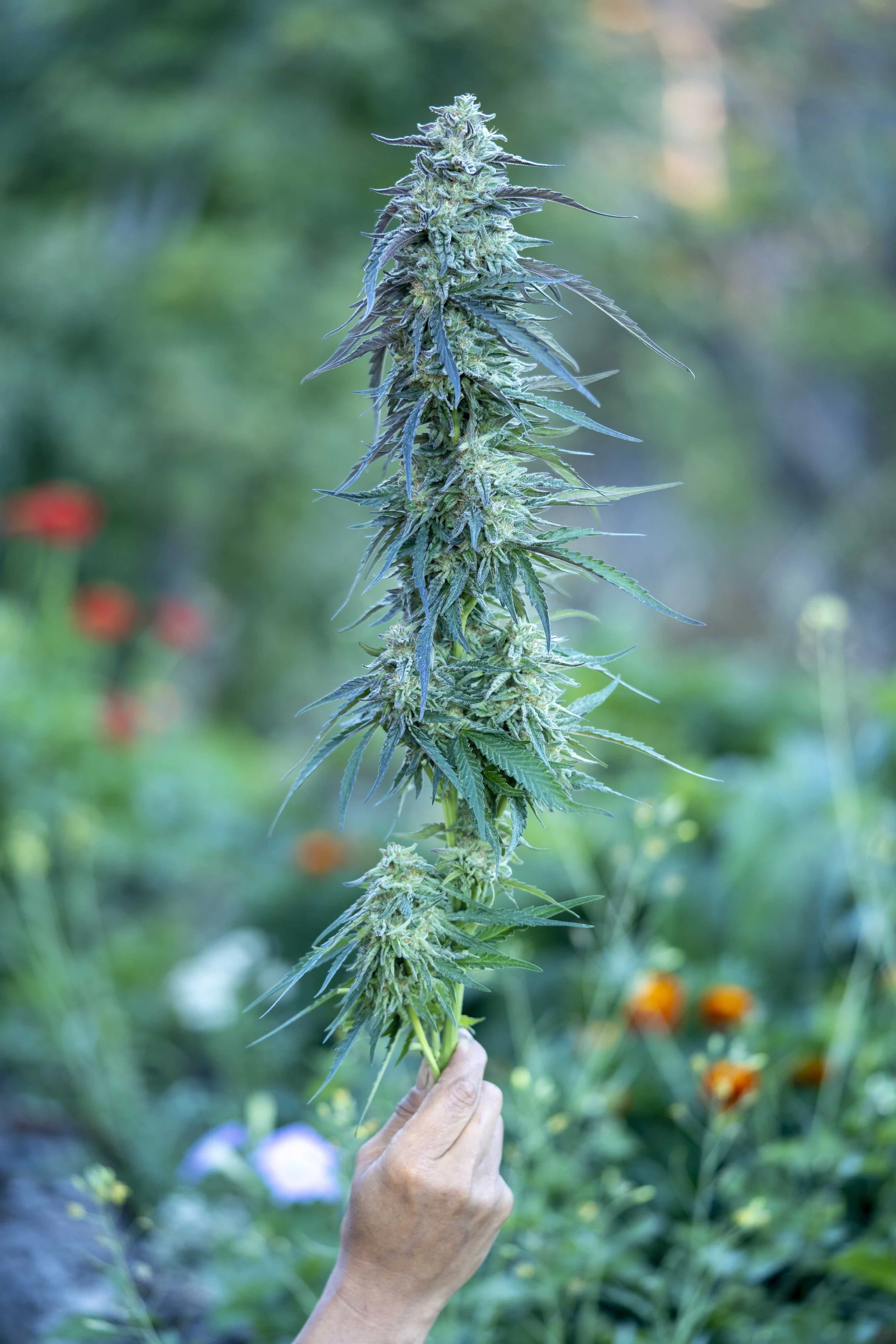 Cherry Moon — Moon Made Farms