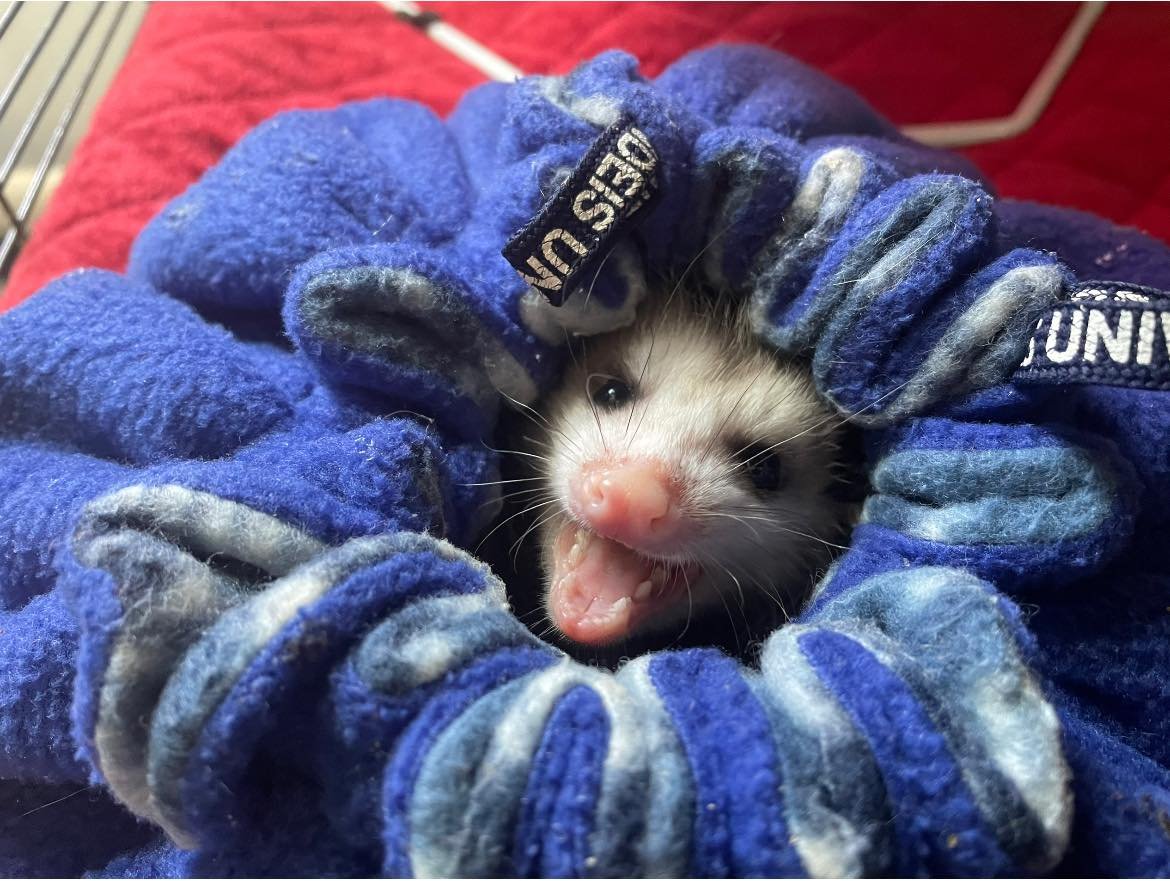 Startled Opossum