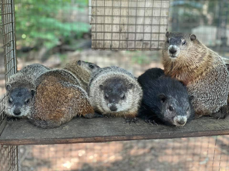 Many woodchucks