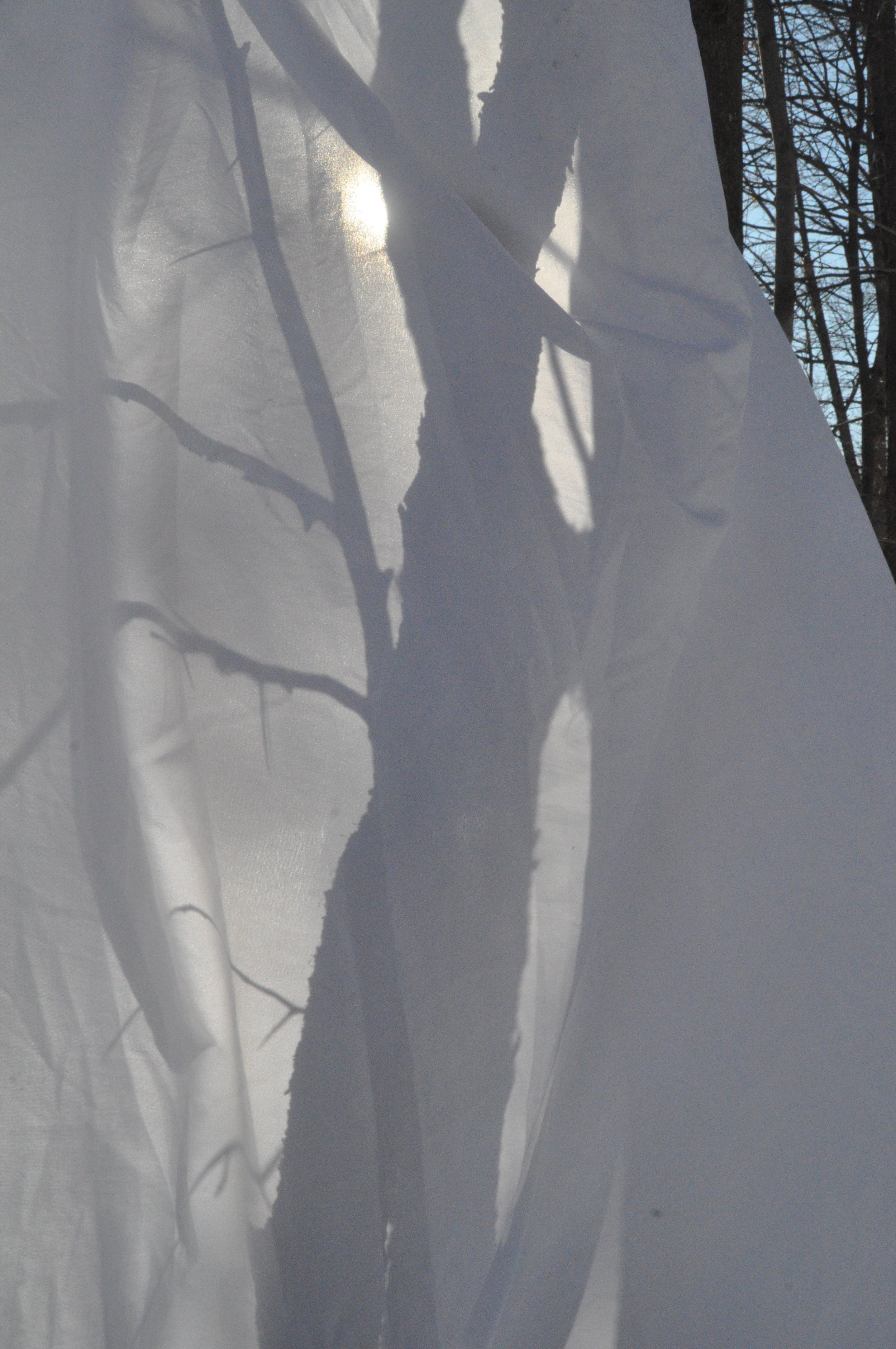 Ombrage de vivre, photography, 2020.