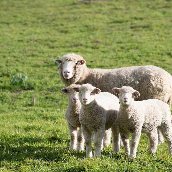 Spring Farm Tour: Blossoms, Bees &amp; Barnyard Babies on Saturday and Sunday, May 6-7, at various locales.

Gather up the whole family for Farm Trails annual Spring Tour. Choose your own agrarian adventure from dozens of farms and producers to disco