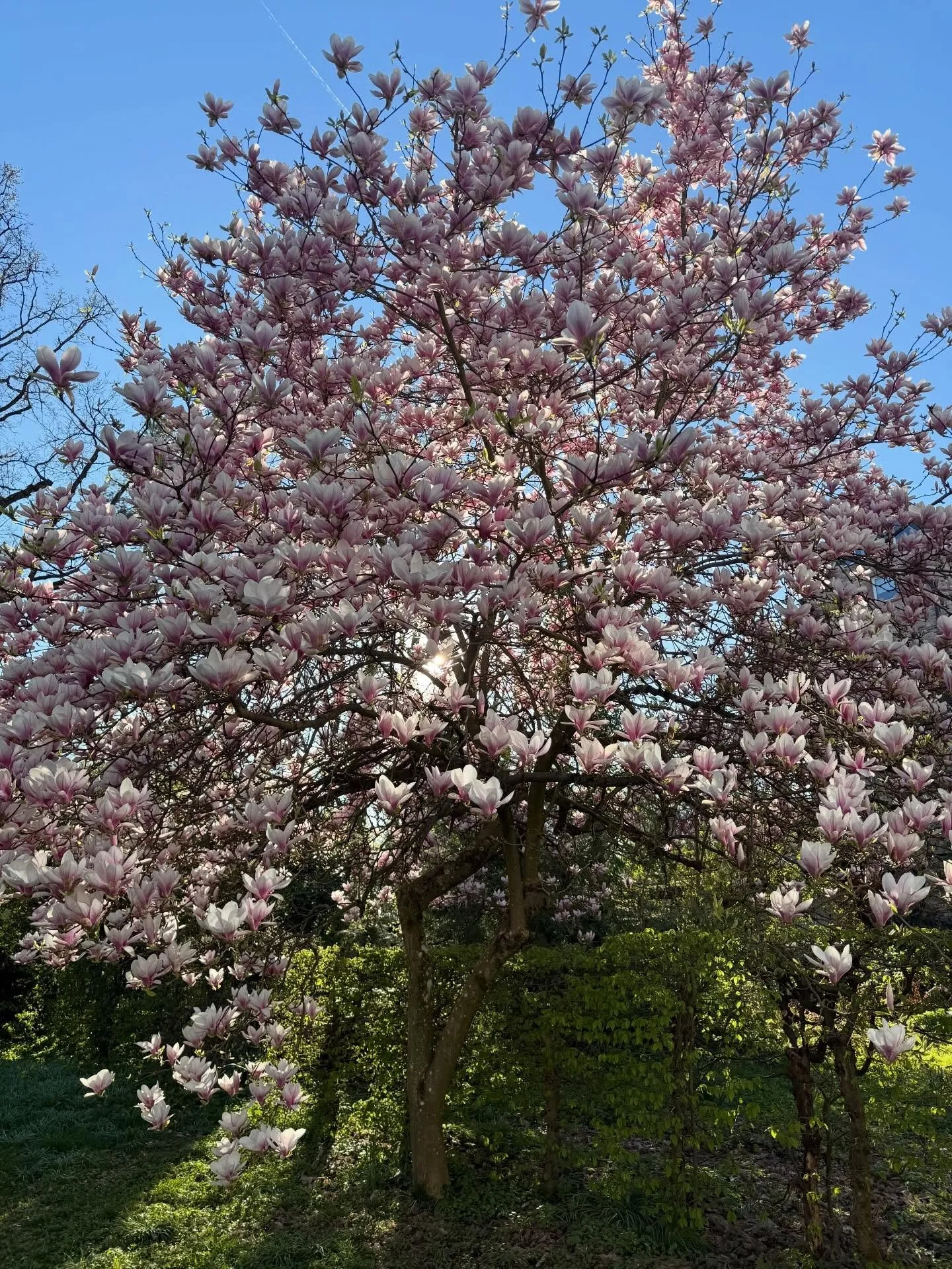 My life lately 🌸✨🦋🐍🌞
1. Lieblingsbaum mit Lieblingsfotografin
2. Bowl Creation by me myself and I
3. Fr&uuml;hlingsgef&uuml;hle 🌸
4. @yogaworld108 🧘🏽&zwj;♀️
5. Mein Vortrag auf der @yogaworld108 "Vom Mangel Mindset zum F&uuml;lle Bewussts