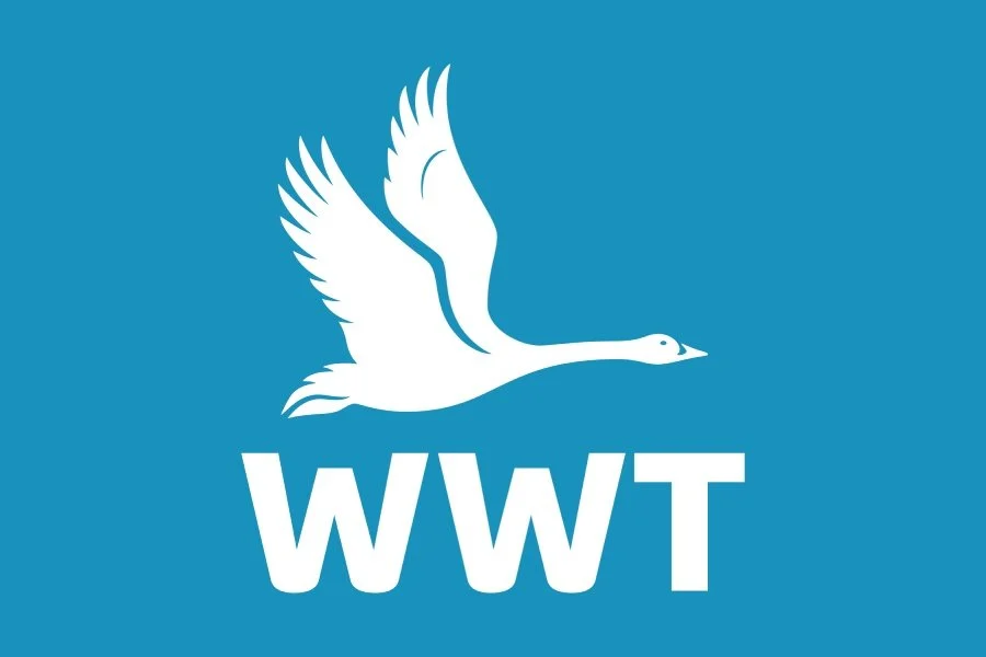 WWT Arundel (900x600).jpg