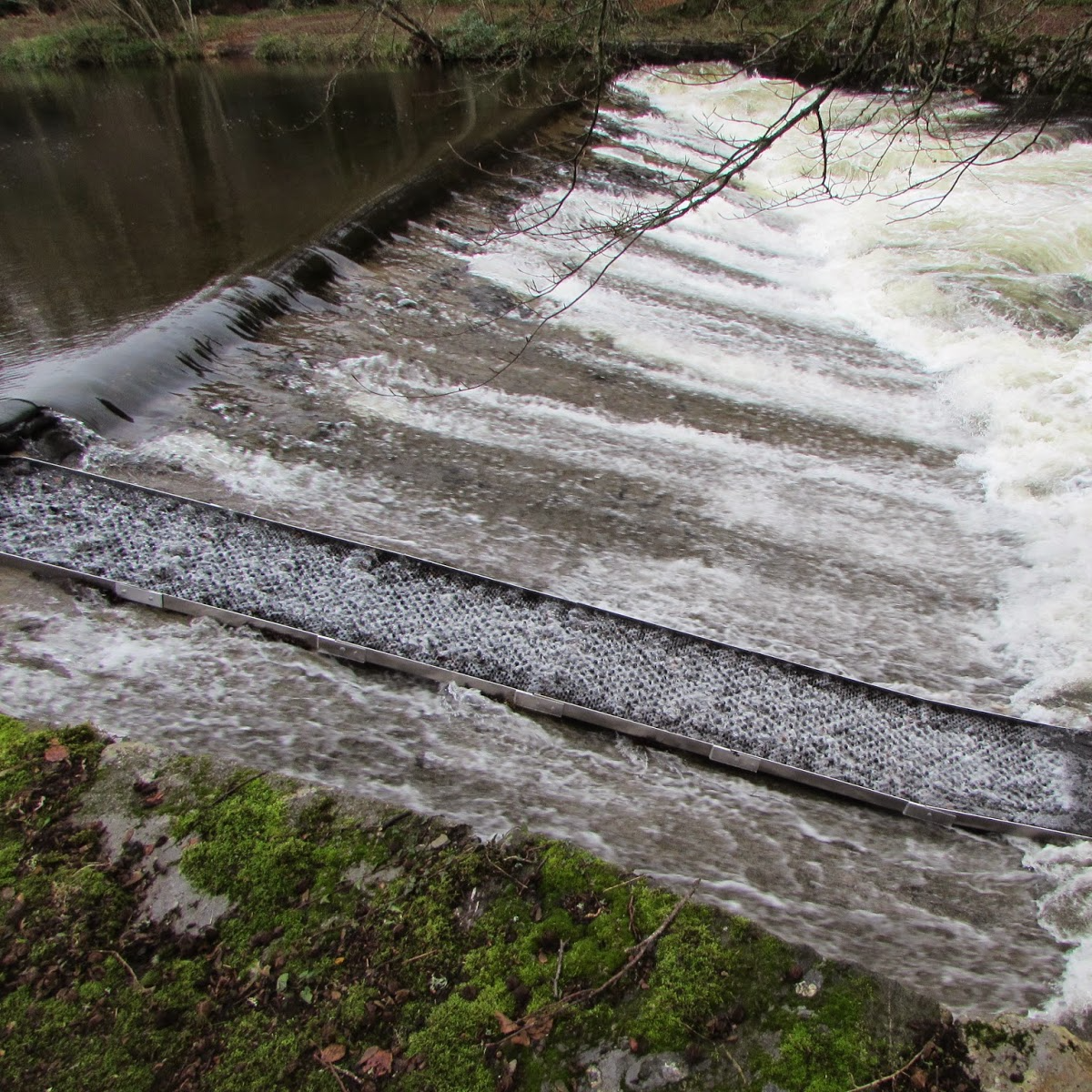 Weir - Fish Pass.png