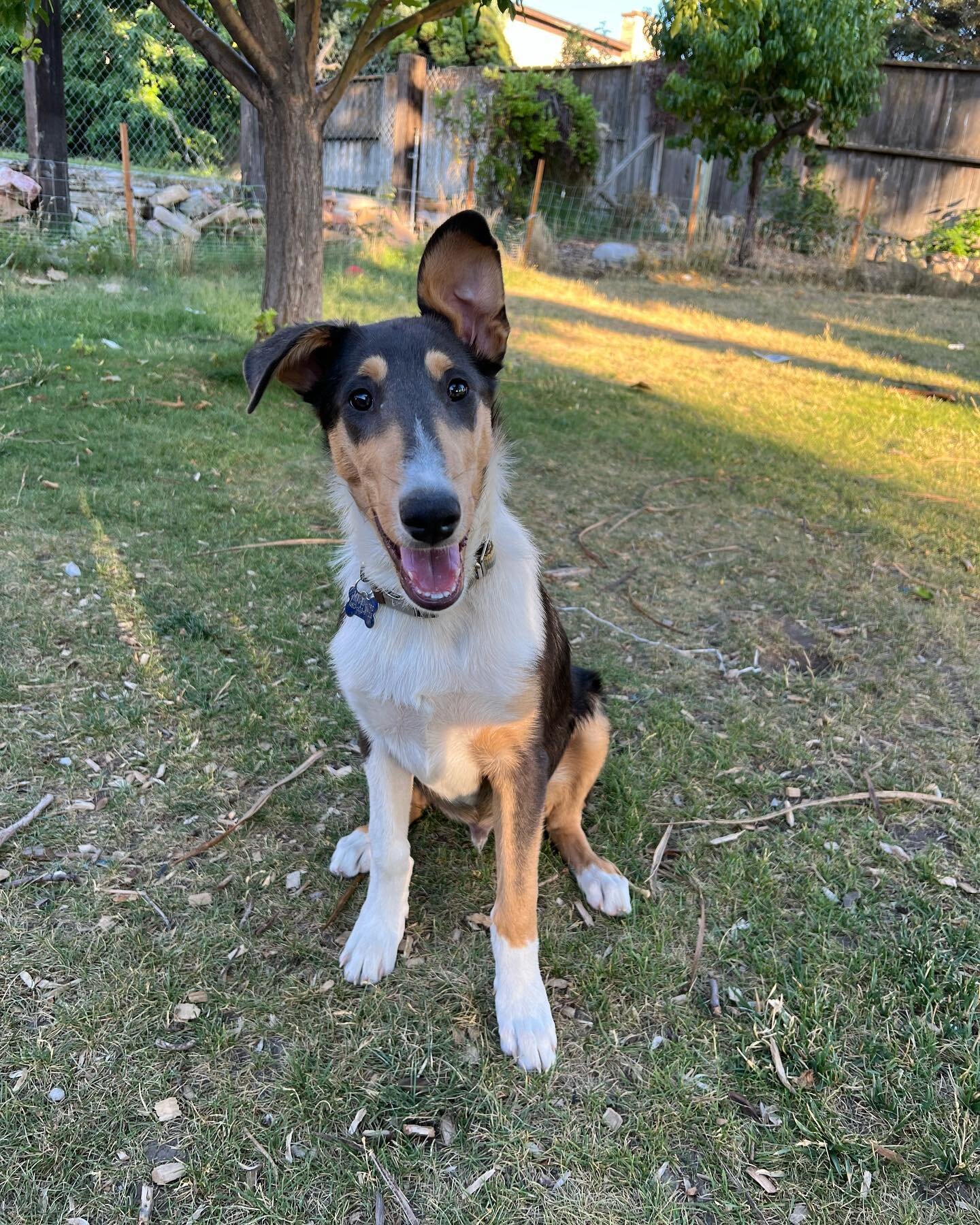 Our Enzo boy is ready to join his forever home! Any chance it could be yours?

Gorgeous Enzo was our pick of the litter both in beauty and personality. He is an absolute *people dog,* and he wants nothing more than to give unending affection to the w