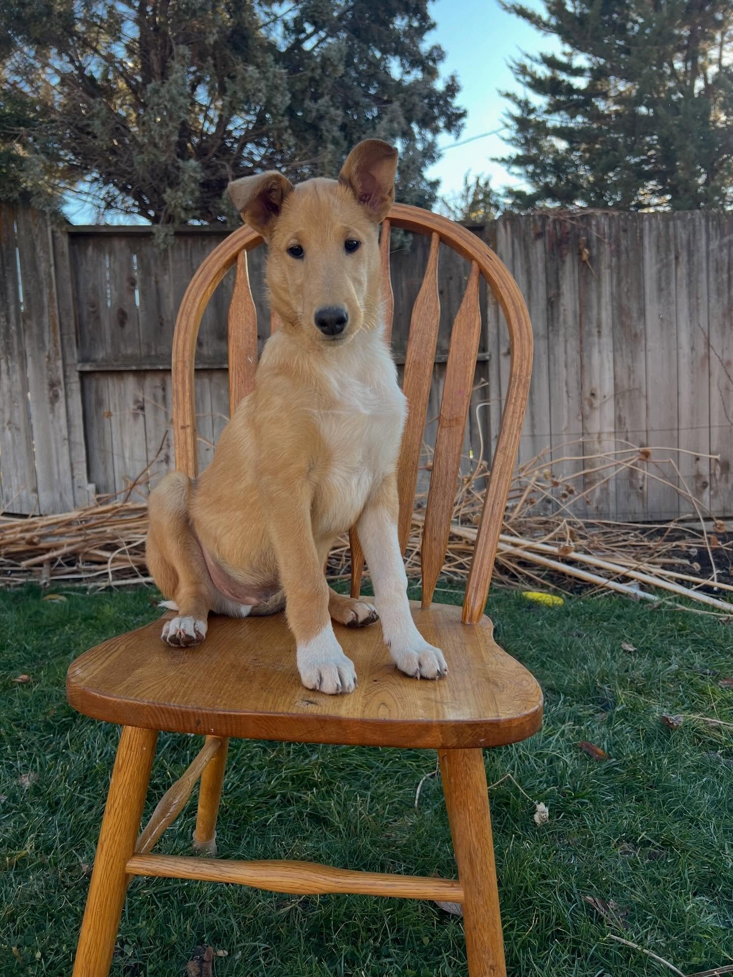 Potato at 11 weeks 🖤

&bull; Reserved &bull; 
Smooth coat. Sable. Male. 

Potato is so balanced. I've seen equal parts assertive, gentle, playful, calm. He offers a sit when he asks for pets, and we love his extra golden coat! He heads out to Washin