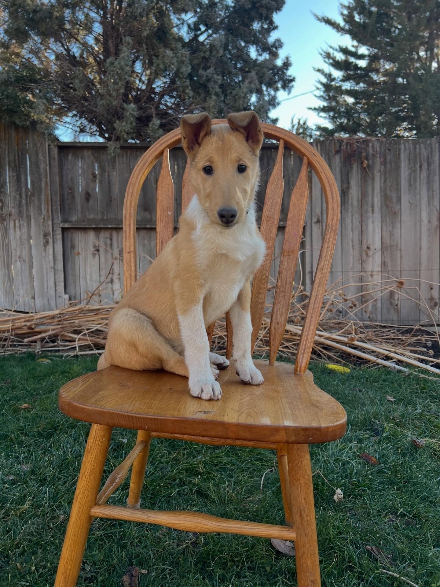 Pumpkin at 11 weeks 🩵

&bull; Available &bull; 
Smooth coat. Sable. Female.

Pumpkin is strong, playful, confident, and adventurous! She loves seeing new things and meeting new people. Shes our last girl, and she's often putting the boys in their pl