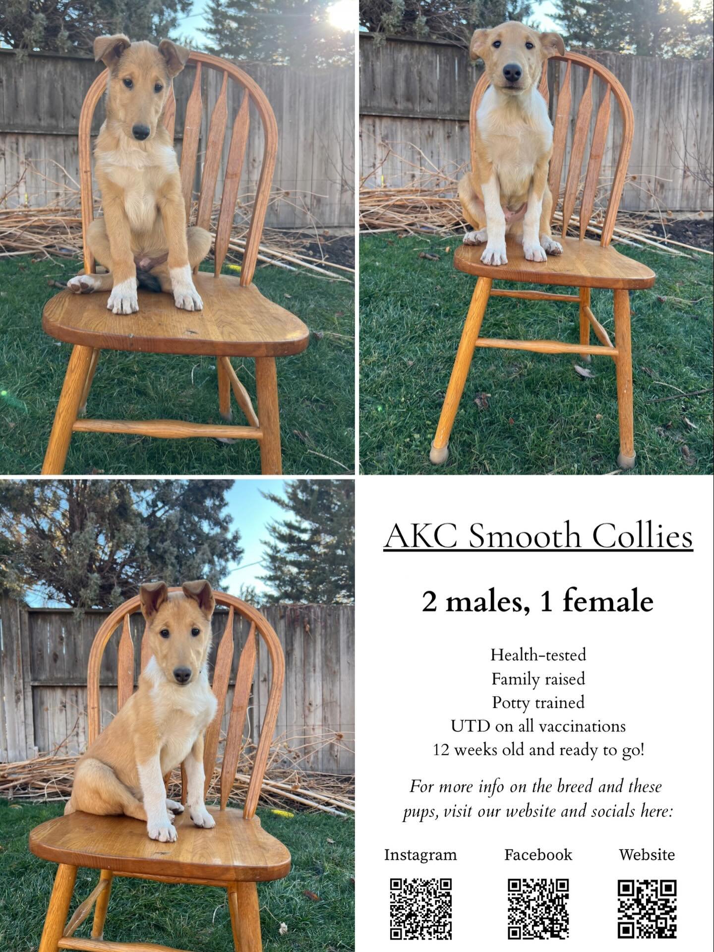 We're down to the final three! Rocky Road, Ham, and Pumpkin are the sweetest darlings and are so ready for new adventures! You won't find a more adaptable, loving, loyal breed. ❤️🐾