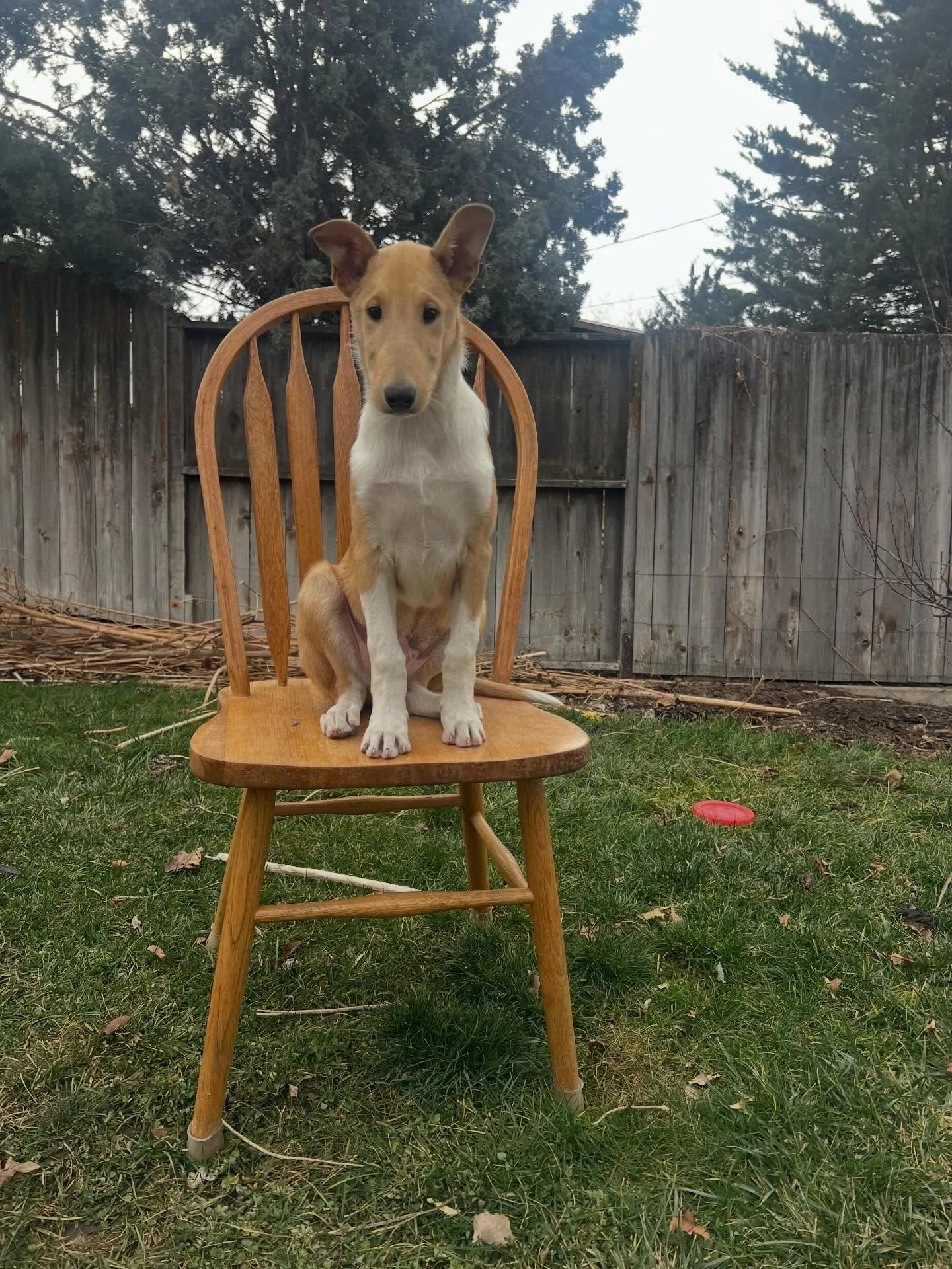 Rocky Road at 12 weeks 🧡
&bull; Available &bull;
Smooth. Sable. Male.

Rocky is our last pup of the litter looking for his forever home! He is such a LOVER. I always say he wants to be a weighted blanket when he grows up&mdash;if there's a lap avail