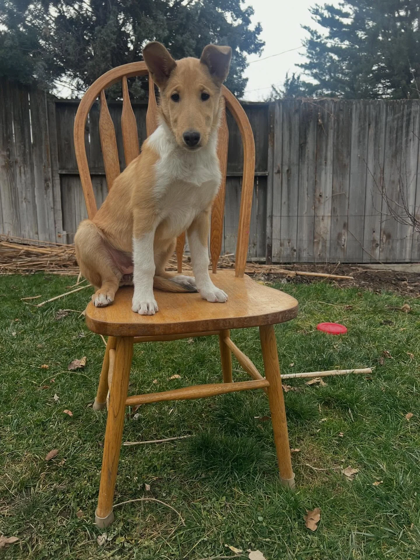 Pumpkin at 12 weeks 🩵
&bull; Reserved &bull;
Smooth. Sable. Female.

Pumpkin will be off to her new home in just a couple of days! She has one brother still looking for his forever home&mdash;Rocky Road. These are health-tested, family-raised AKC Sm