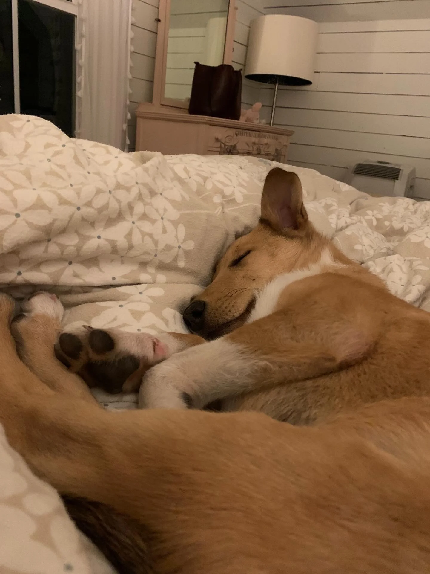 Potato Update!
He made it to Washington safe and sound, and is settling in so nicely. Since he got a little extra time here with us, he went home pre-potty trained (see final photo!) and is respectfully meeting new housemates and friends. He's off to