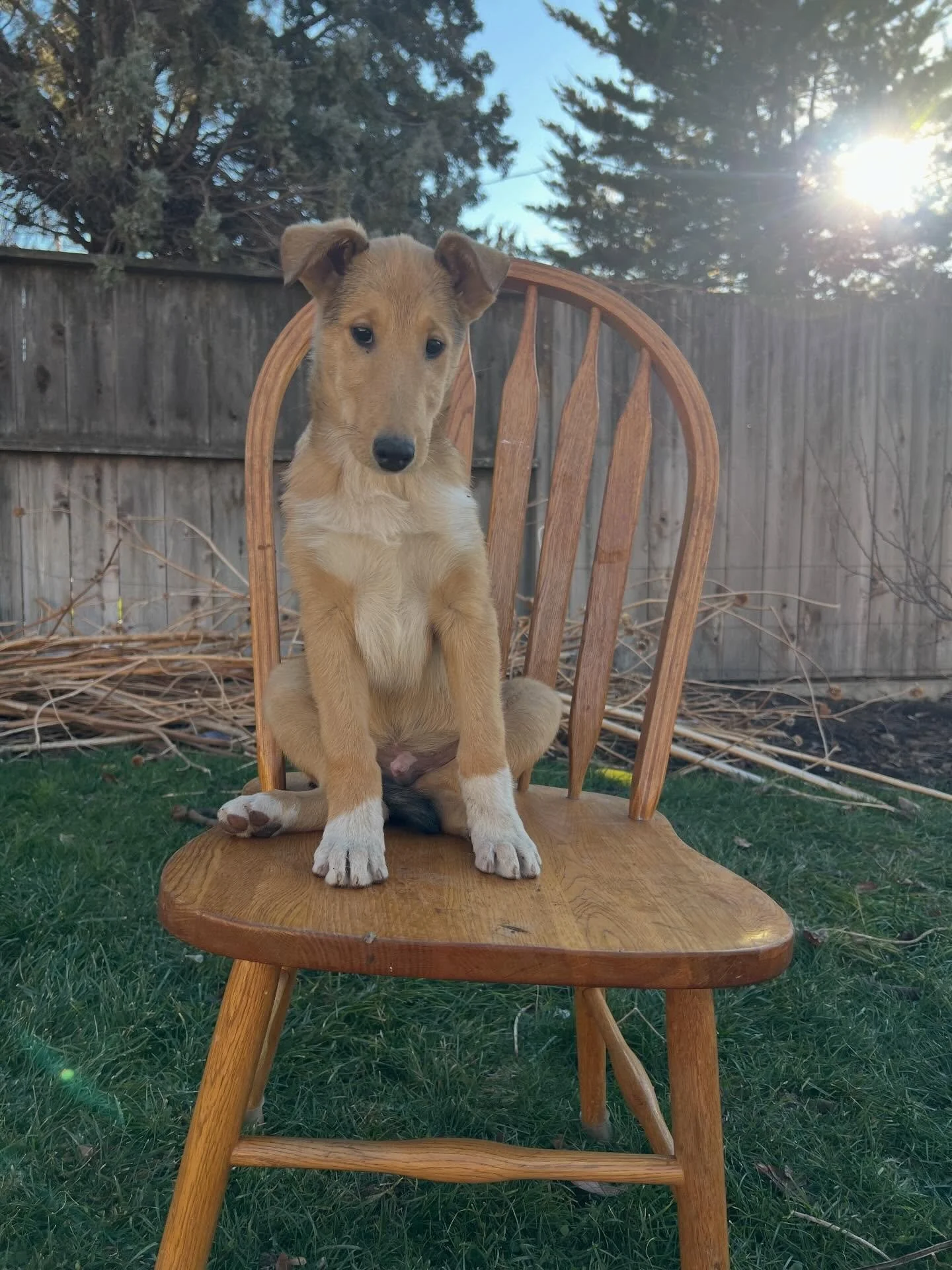Ham at 11 weeks 💙

&bull; Available &bull; 
Smooth coat. Sable. Male. 

Ham is our silly, silly boy. He wakes up from naps with his ears inside out like he has bed head. He loves to play and snuggle and goof around.