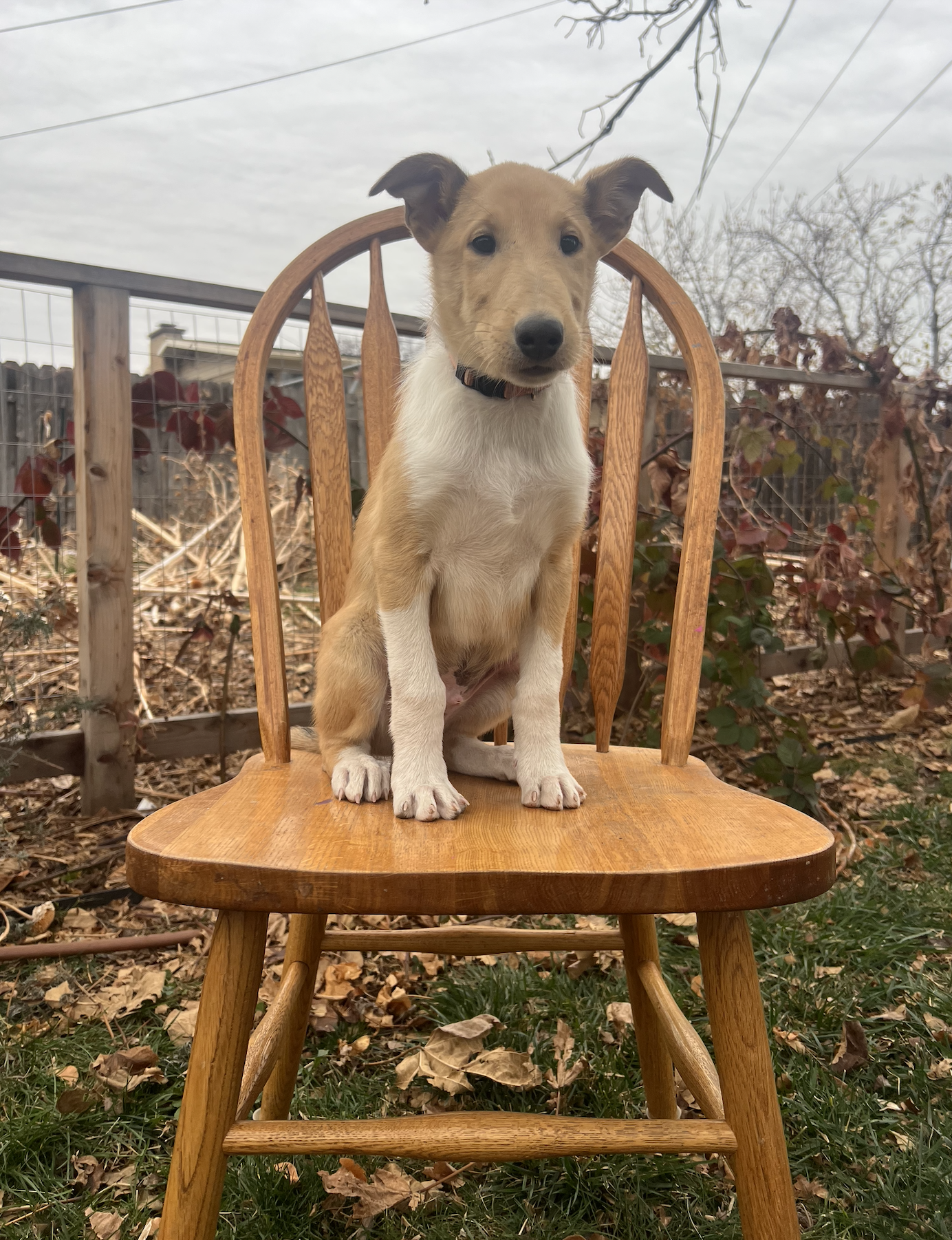 Rocky Road at 10 weeks