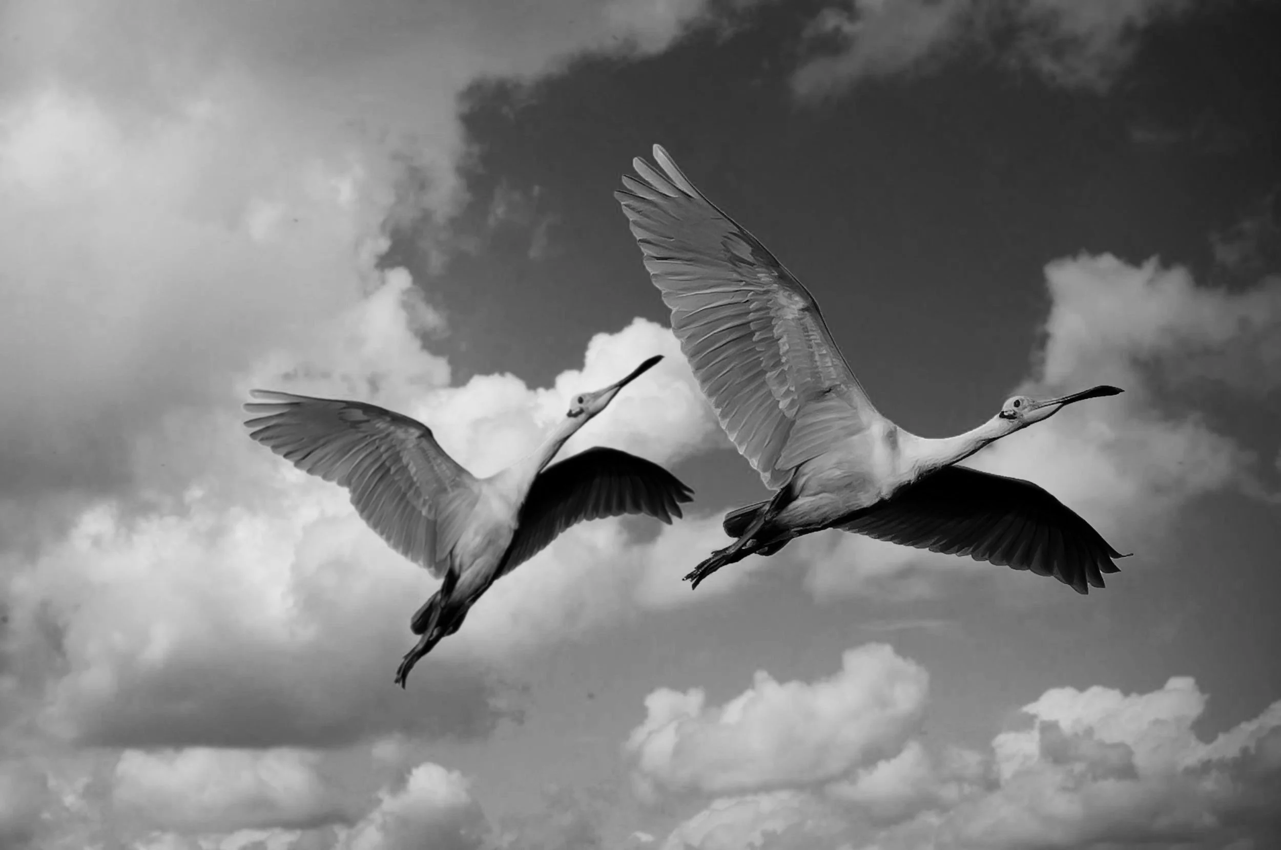 Les mots de deux oiseaux