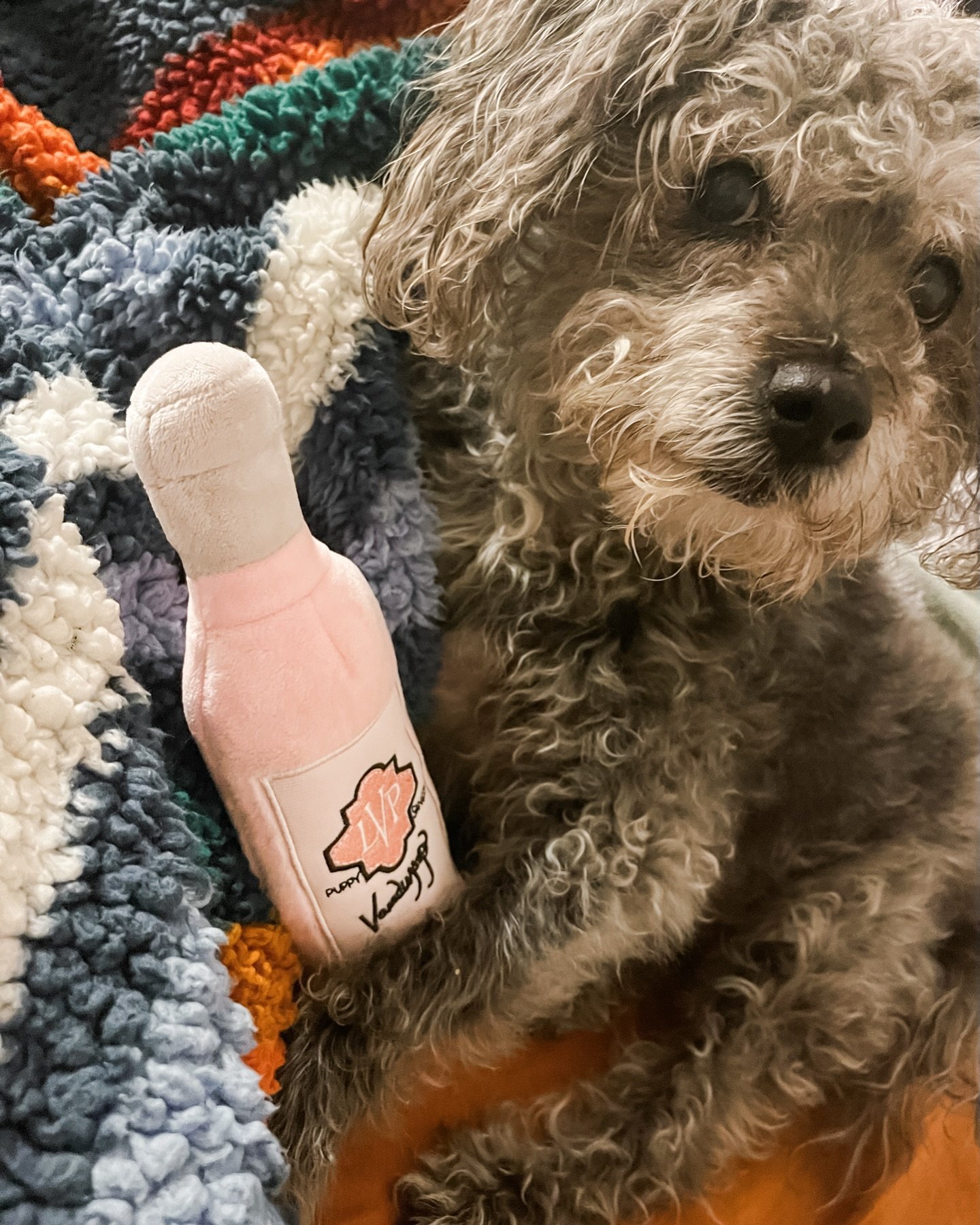 Meet Presley! This 14-year-old Schnauzer/Pinscher/Poodle mix belongs to two of our very own walkers, Emily and Damien! They started out as clients and soon after become a part of our team! HOW COOL IS THAT?! Presley is actually a dog, but is commonly