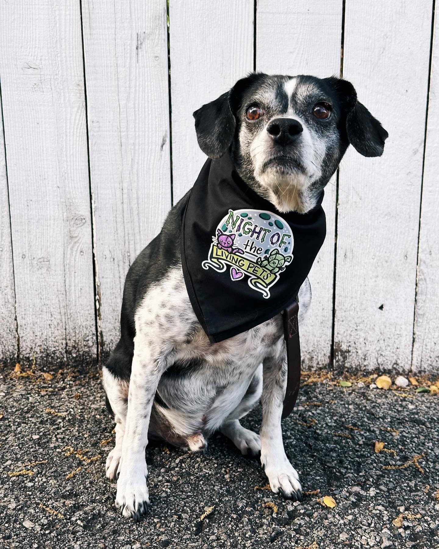 Excuse me, ma&rsquo;am&hellip;who gave you and your dog permission to be this adorable?! We are obsessed! This is a sign to wear our merch and have a photoshoot with your pet for #wearitwednesday like @suziparke and Finch. ☀️ #nightofthelivingpets
.
