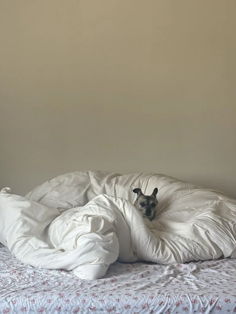 If lounging were a competitive sport, these pets would be world champions. ๐๏ธ๐ฅ
โก๏ธ Swipe for snuggle goals and nap inspo you didn’t know you needed. ๐ค
#nightofthelivingpets #comfycozypets #pawsandrelax #napfluencers #fall #cozy